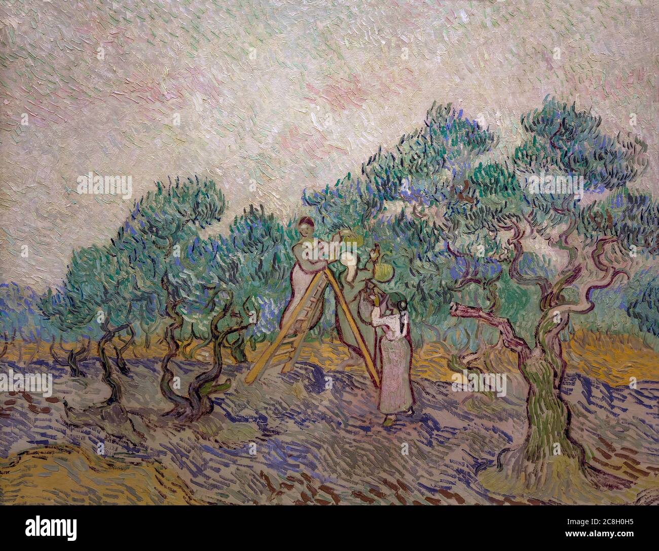 Donne che raccolgono gli ulivi, l'Olive Orchard, Vincent van Gogh, 1889, National Gallery of Art, Washington DC, USA, Nord America Foto Stock