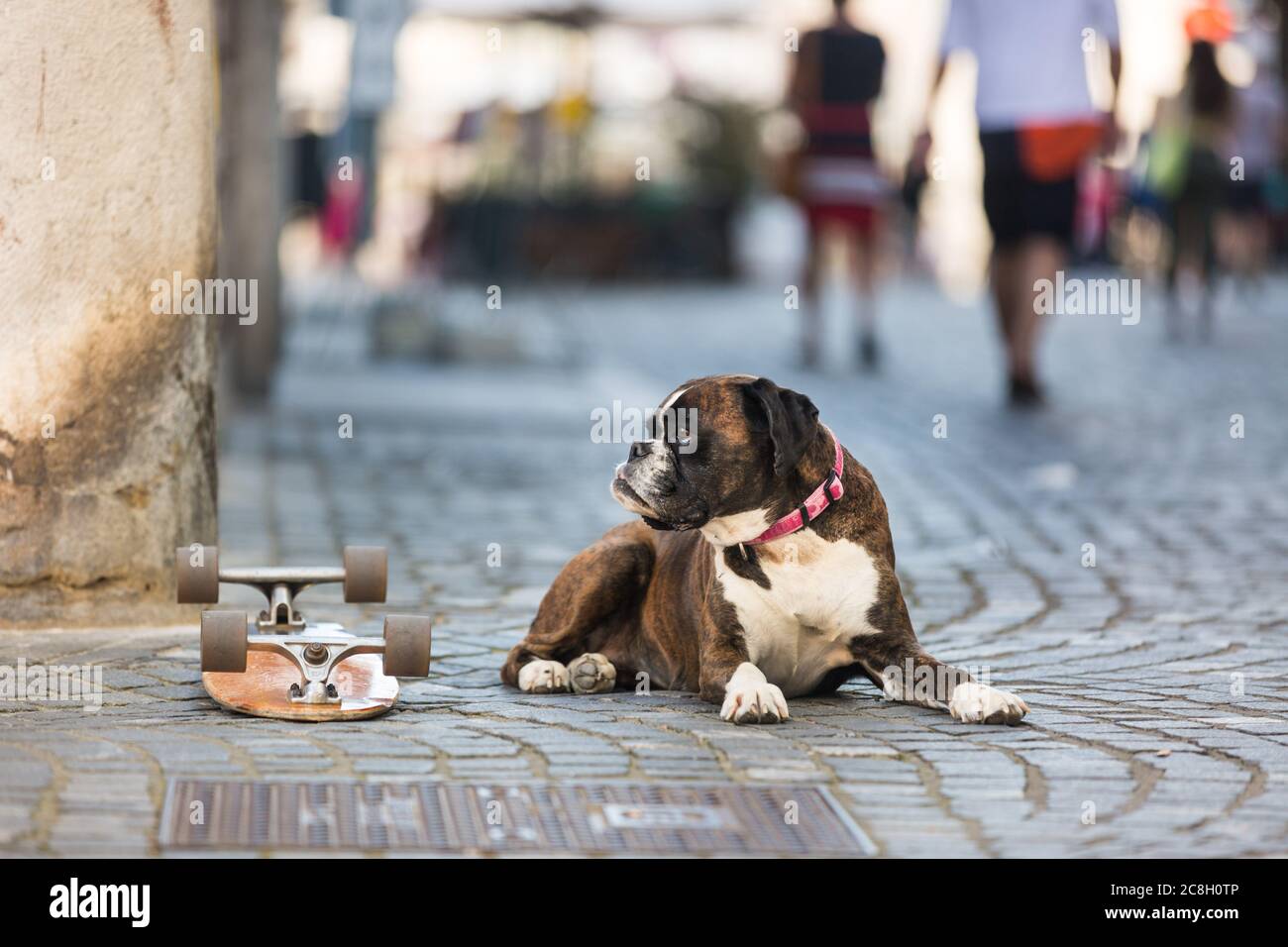 Bel cane da boxe tedesco con colletto rosso, sdraiato all'aperto sulla strada che protegge lo skateboard del suo proprietario Foto Stock
