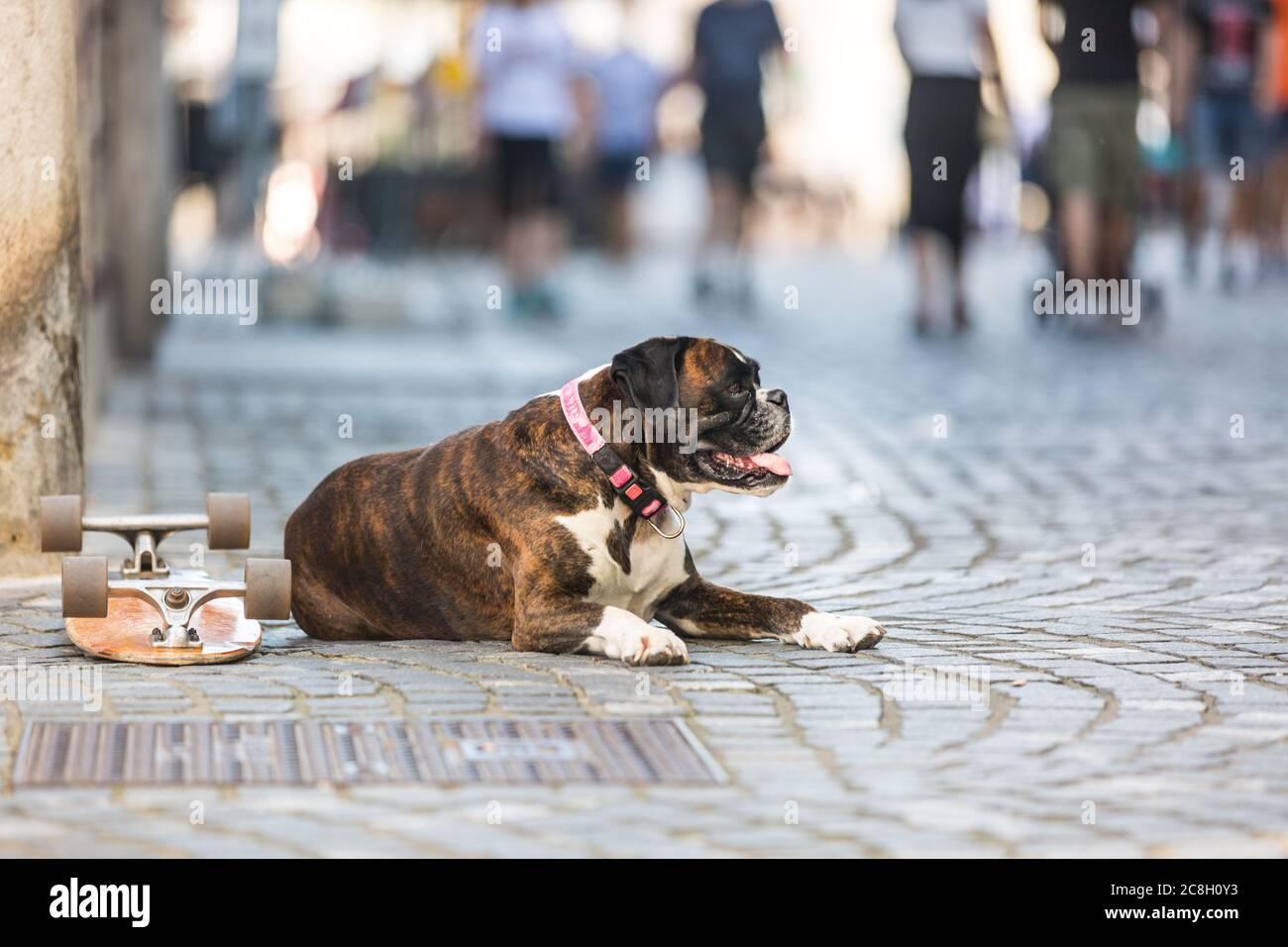 Bel cane da boxe tedesco con colletto rosso, sdraiato all'aperto sulla strada che protegge lo skateboard del suo proprietario Foto Stock