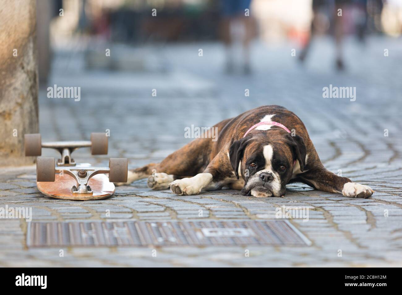 Bel cane da boxe tedesco con colletto rosso, sdraiato all'aperto sulla strada che protegge lo skateboard del suo proprietario Foto Stock