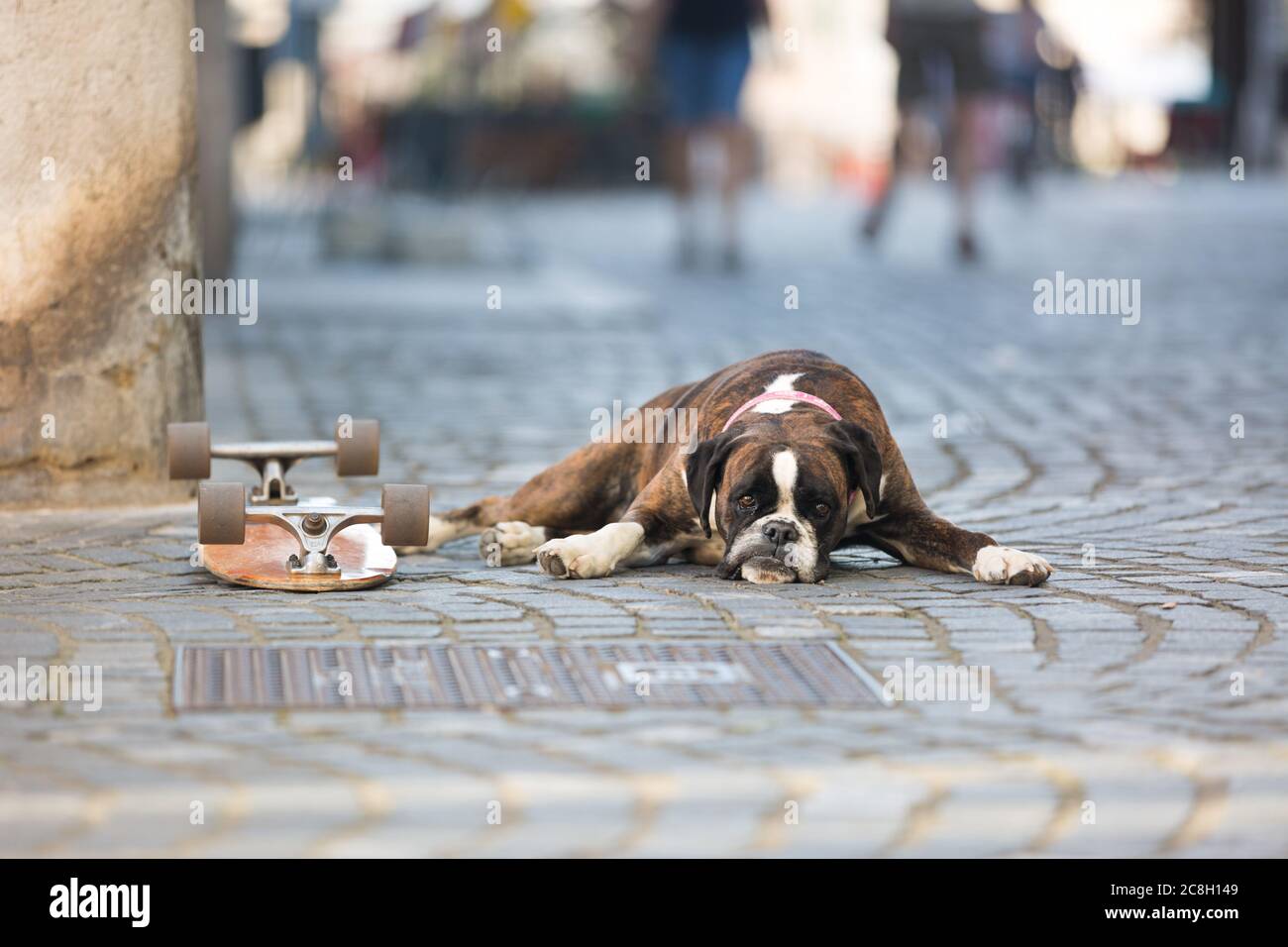 Bel cane da boxe tedesco con colletto rosso, sdraiato all'aperto sulla strada che protegge lo skateboard del suo proprietario Foto Stock