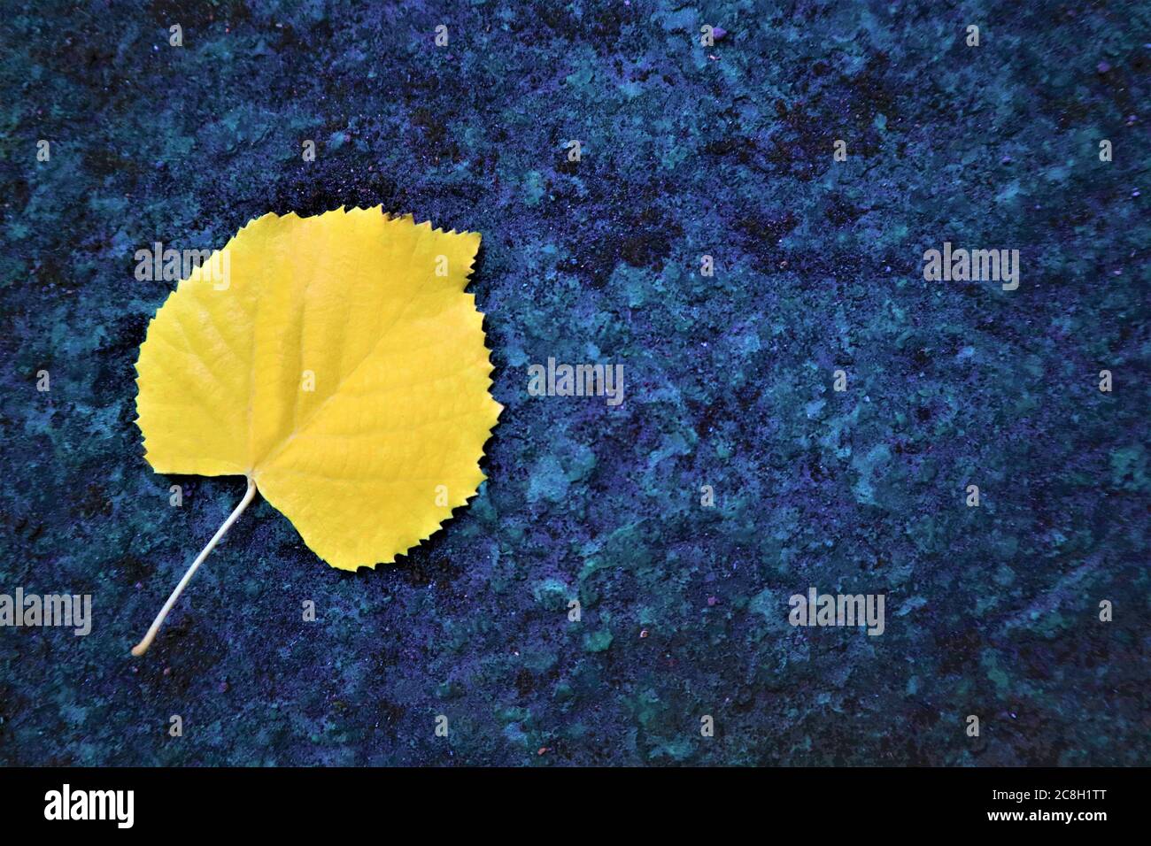 Foglia di tiglio giallo su sfondo nero su sfondo scuro. Vacanze autunnali, autunno, ringraziamento. Disposizione piatta. Posiziona per il testo Foto Stock
