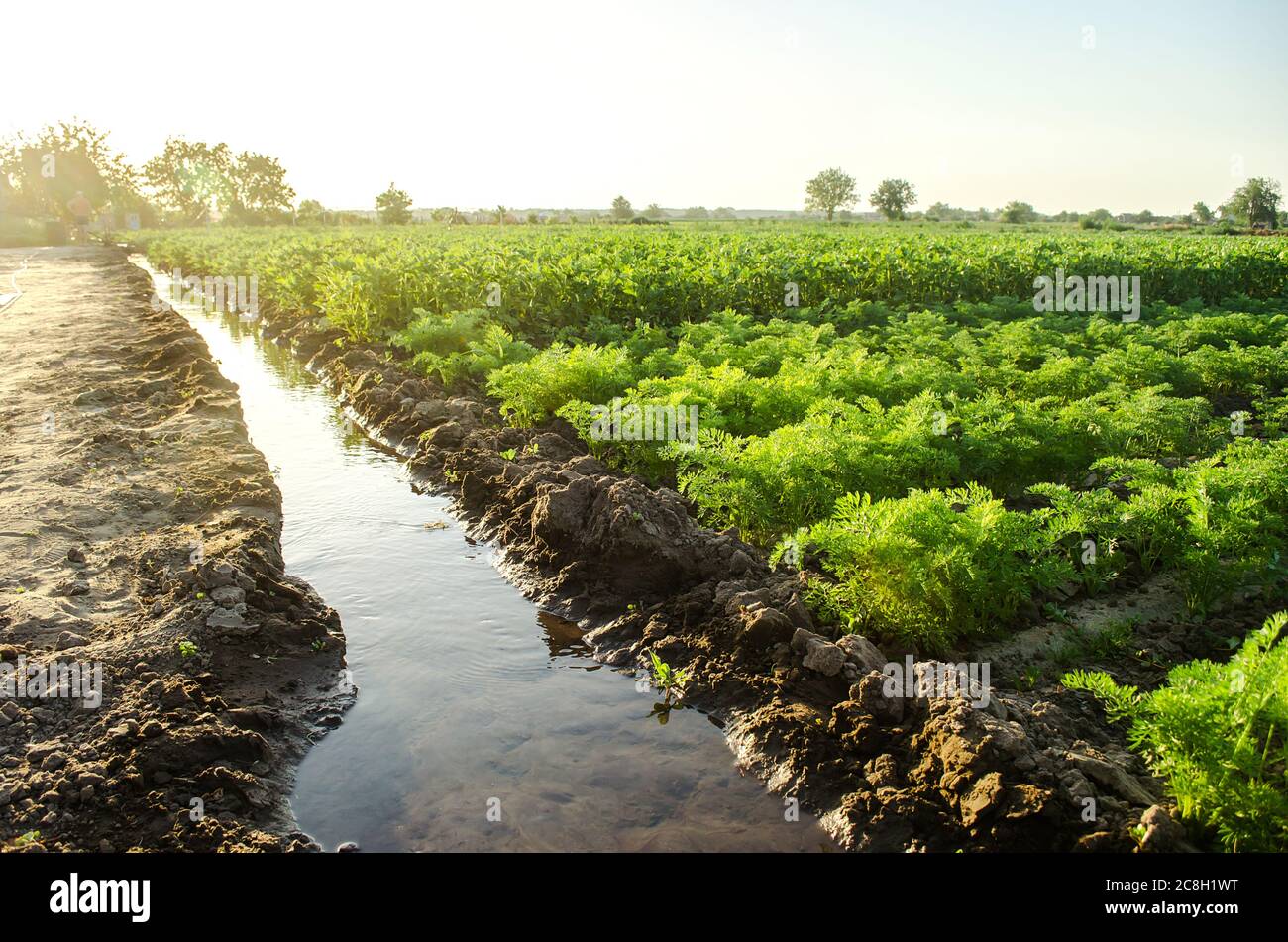 Annaffiatura la piantagione di patate e carote giovani attraverso canali di irrigazione. Agronomia. Campagna rurale. Azienda agricola europea, agricoltura. Cura di pianta Foto Stock