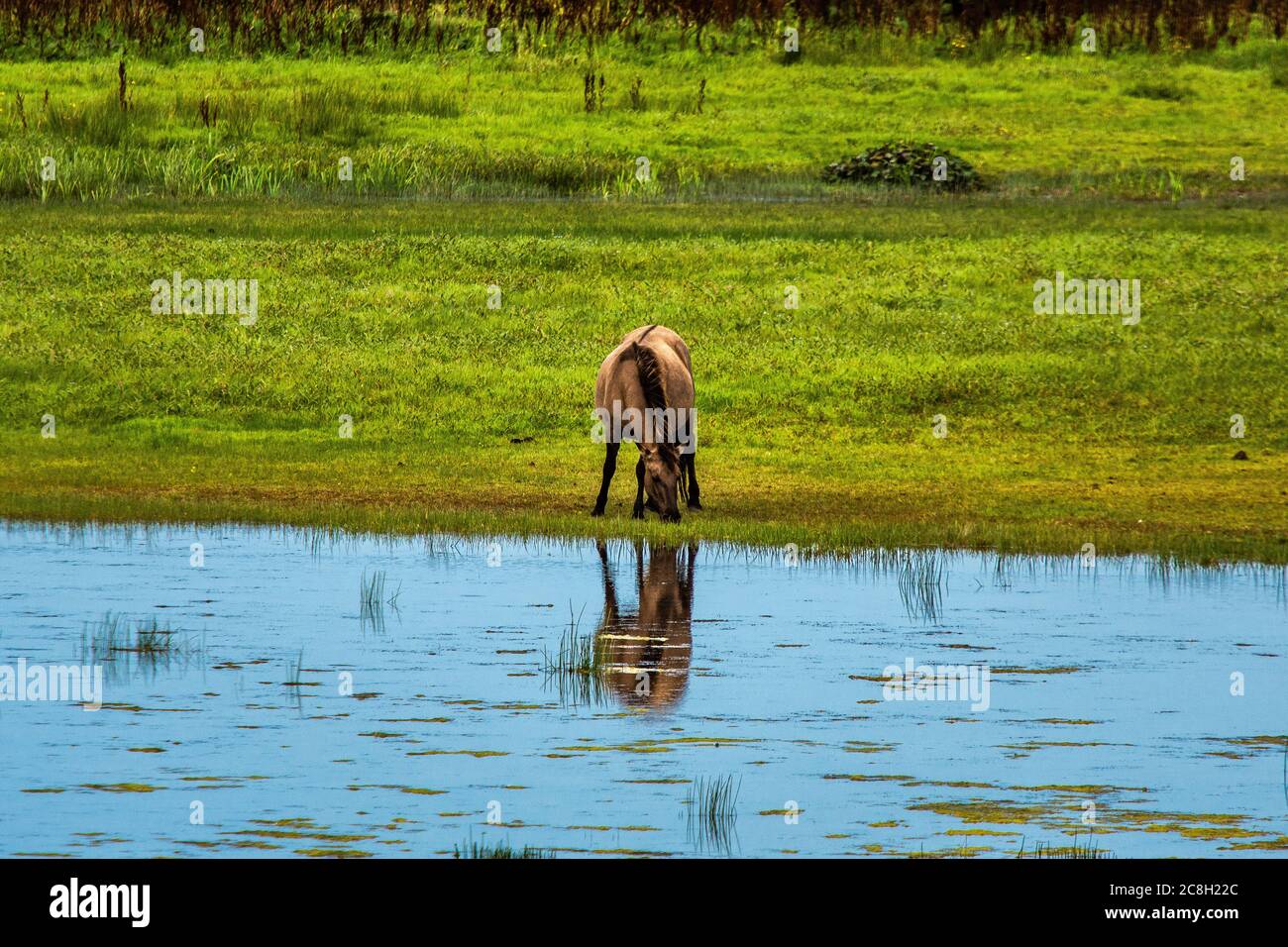 Bellissimi cavalli selvatici nella palude scozzese del 'Loch of Strathbeg'. Il Konik o cavallo primitivo polacco è un piccolo e semi-feral cavallo dalla Polonia. Foto Stock