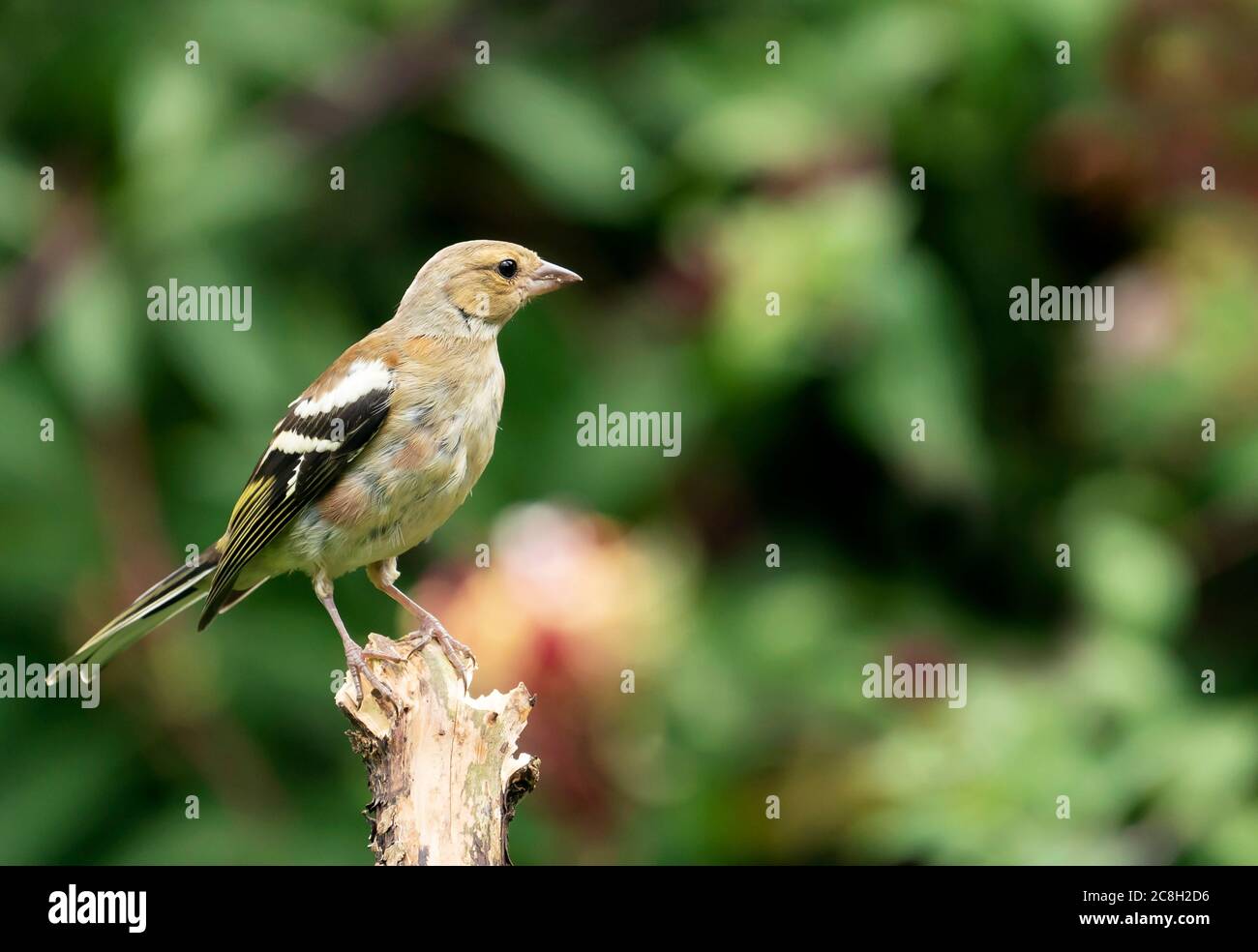 Un giovane goldfinch (Carduelis carduelis), Warwickshire Foto Stock