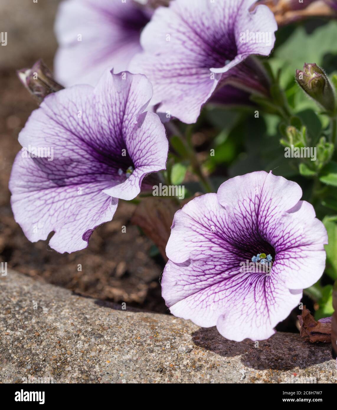 Primo piano immagine di Garden Petunia (Petunia hybrida) Foto Stock