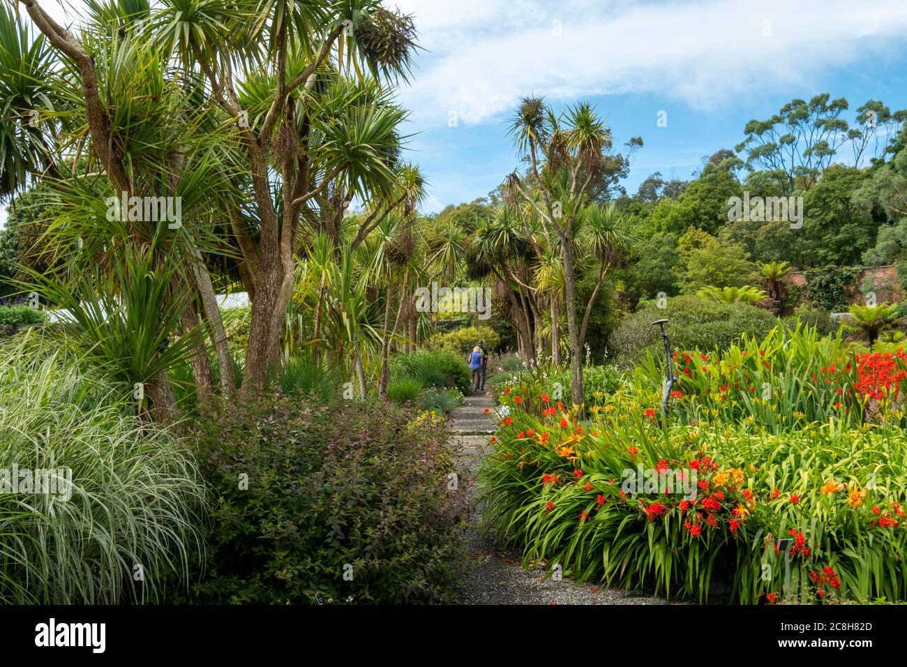 Logan Botanic Gardens, Rhins di Galloway, Scotland, Regno Unito Foto Stock