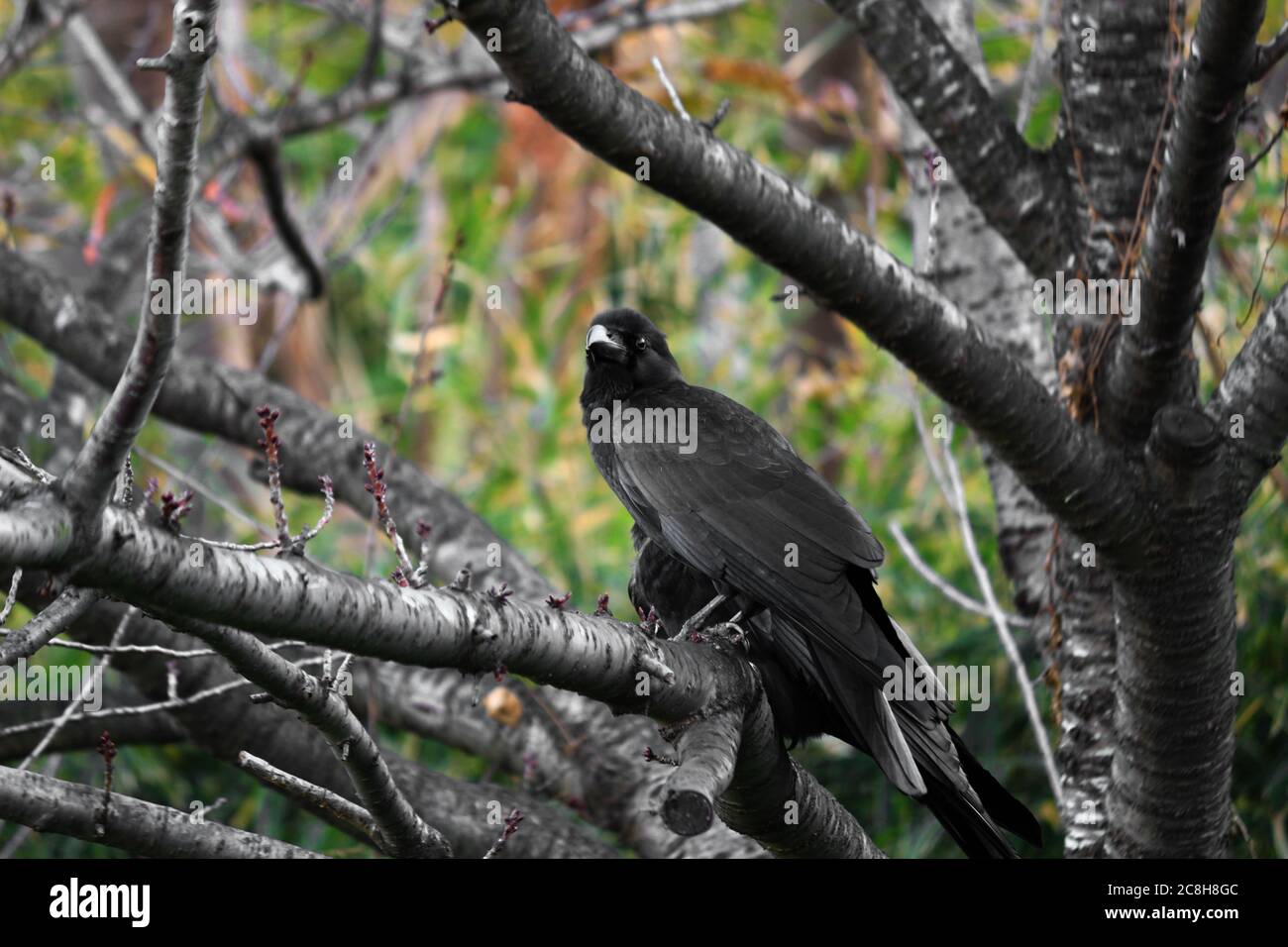 Un corvo che pervono su un albero deciduo nella foresta autunnale Foto Stock
