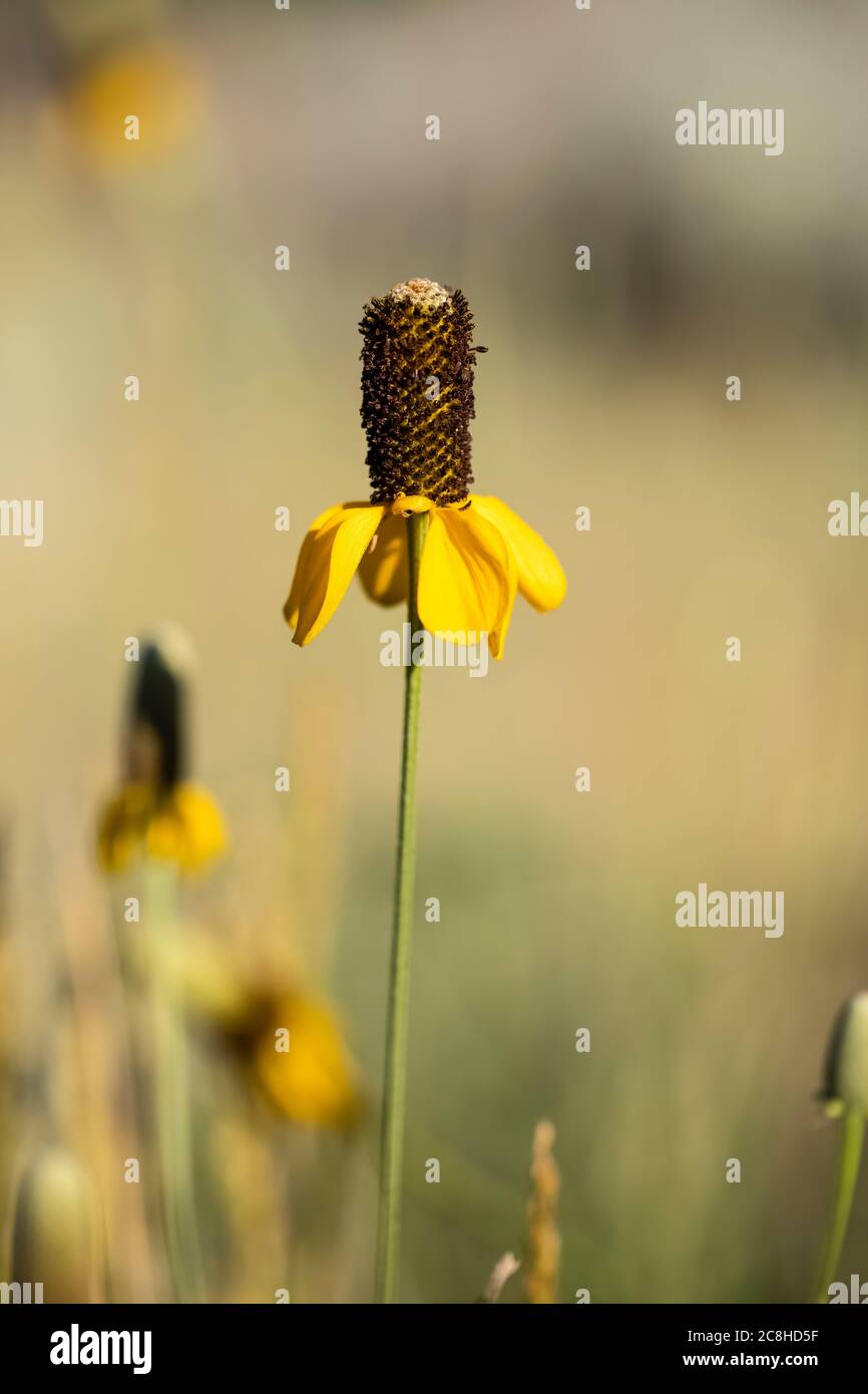 Cappello messicano, Ratibida columnifera, fiorente all'interno delle praterie nazionali del Missouri piccolo nel Dakota del Nord, Stati Uniti Foto Stock