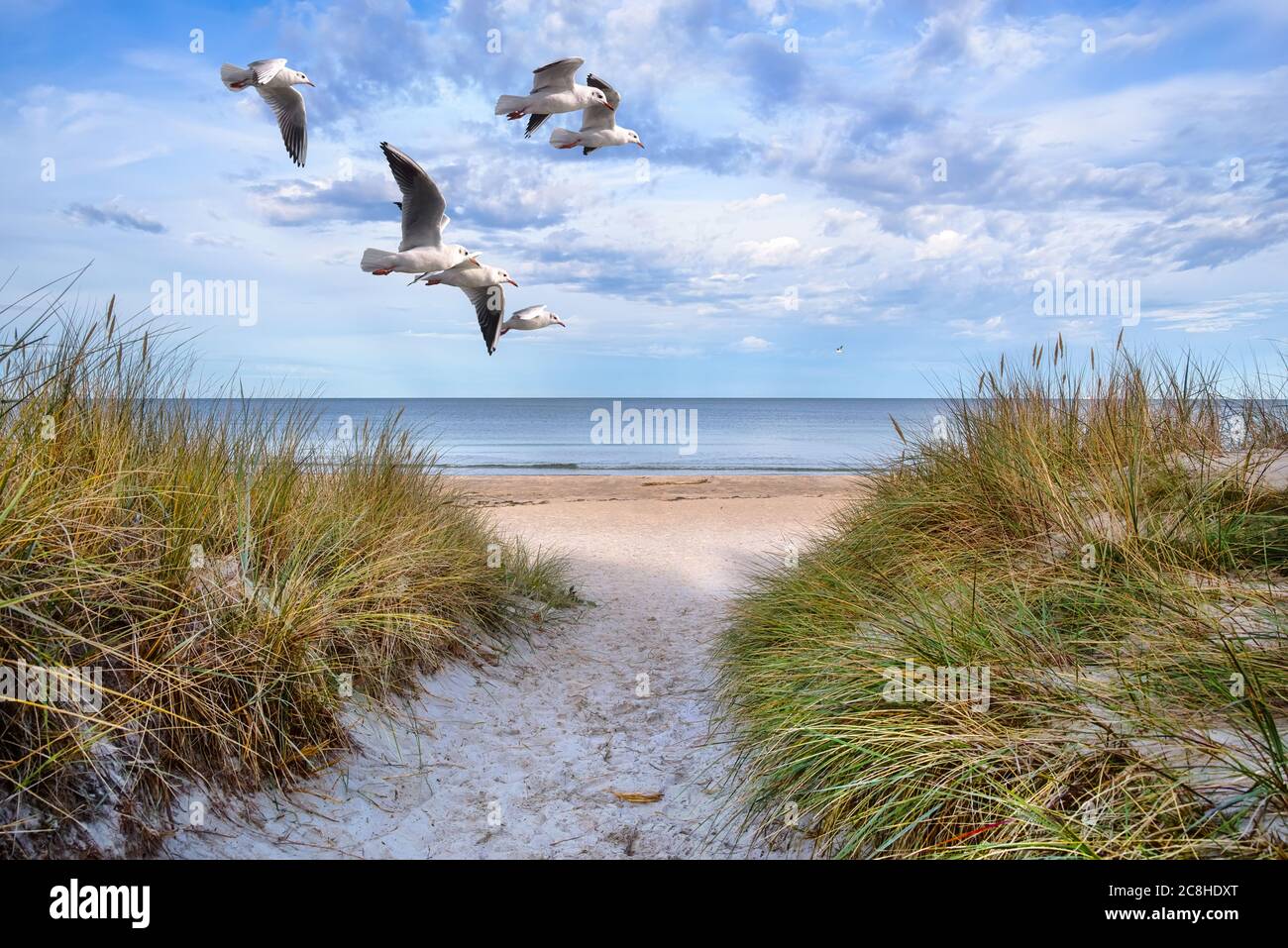 La spiaggia di Glowe-Rügen con gabbiani volanti, Mar Baltico, Germania Foto Stock