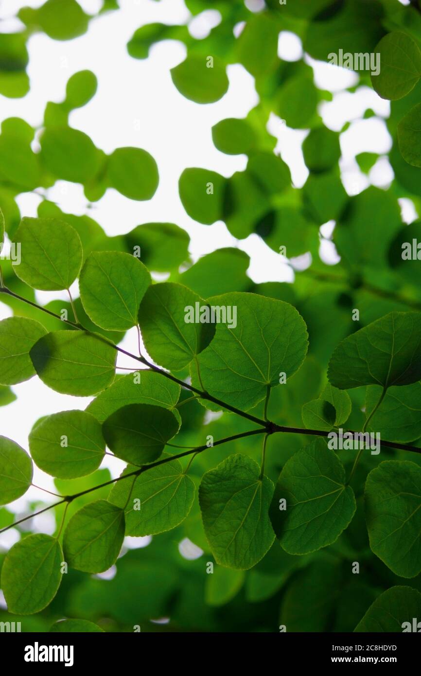 Foto closeup di foglie verdi fresche Foto Stock