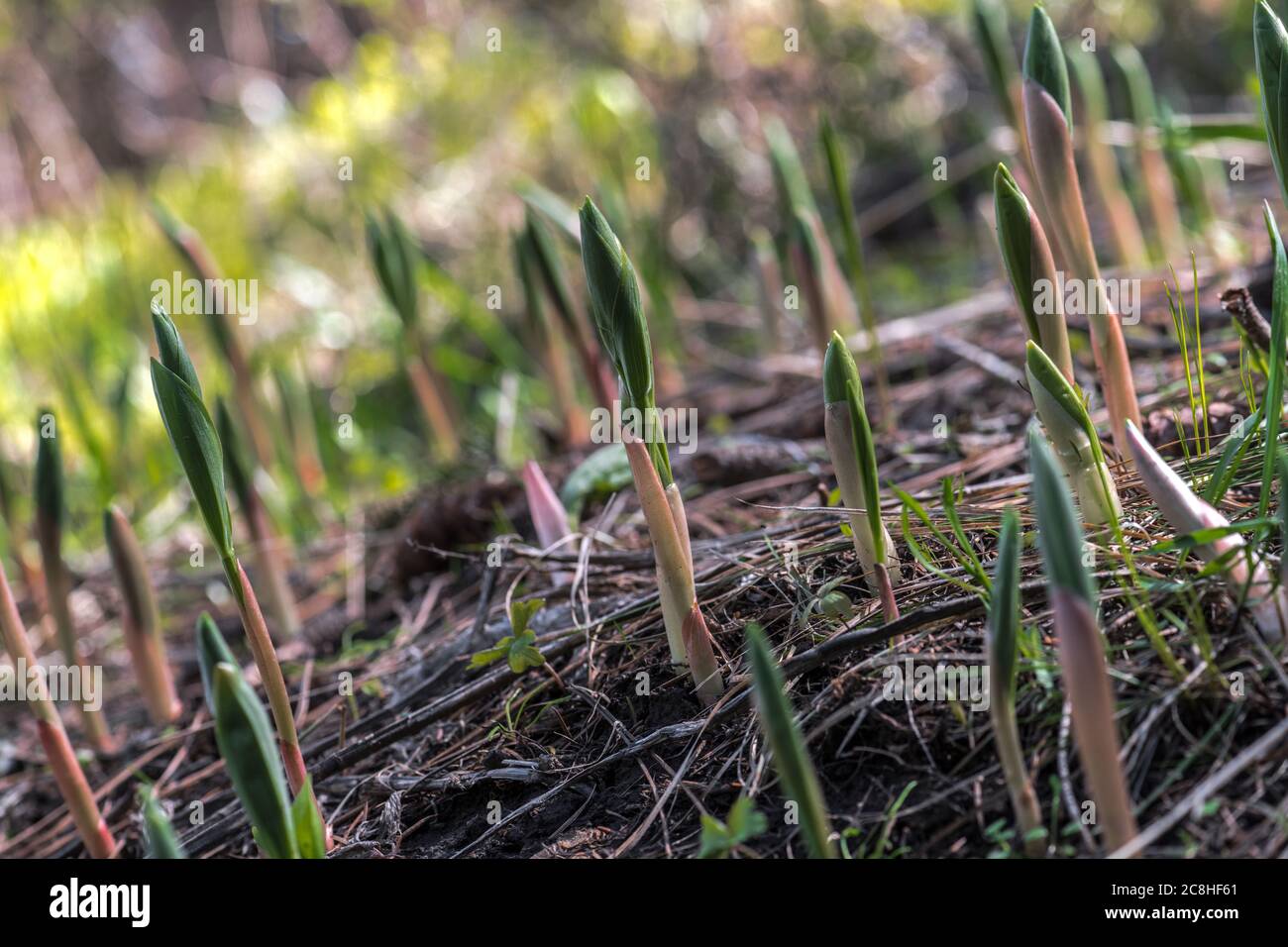 Germogli emergenti del Sigillo di Salomone piccolo Falso (Maianthemum stellatum) Foto Stock