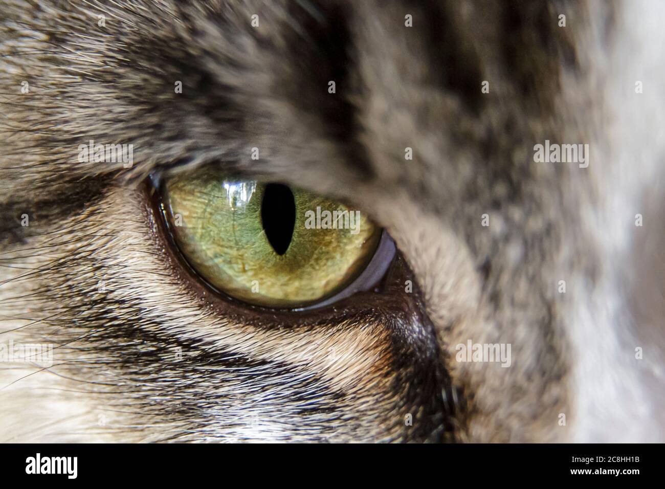 Un macro primo piano di un occhio verde di gatto. Foto Stock