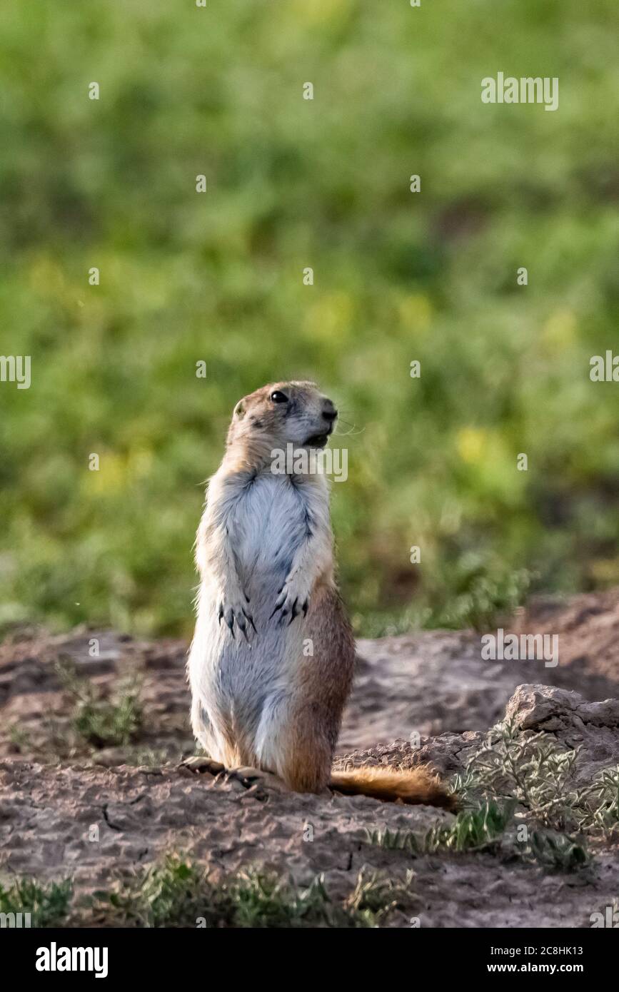 Cane di Prairie dalla coda nera, Cynomys ludovicianus, nel Parco Nazionale di Theodore Roosevelt, South Unit, nel North Dakota, USA Foto Stock