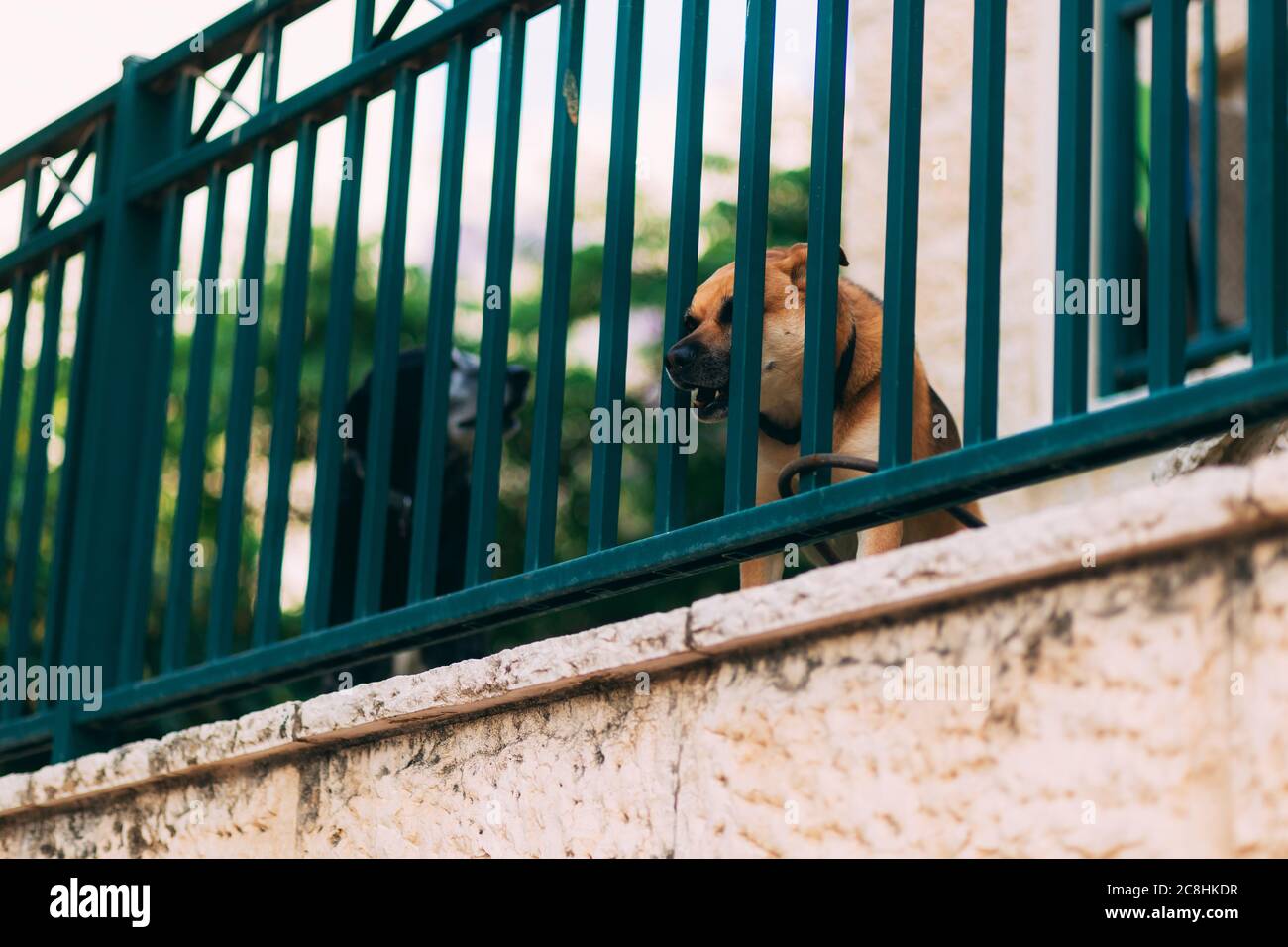 Due cani dietro la recinzione, guardia una sezione della casa, abbaia a passanti. Cani marroni e neri. Animali domestici. Cane arrabbiato. Ladri difensori. Cani in captivi Foto Stock