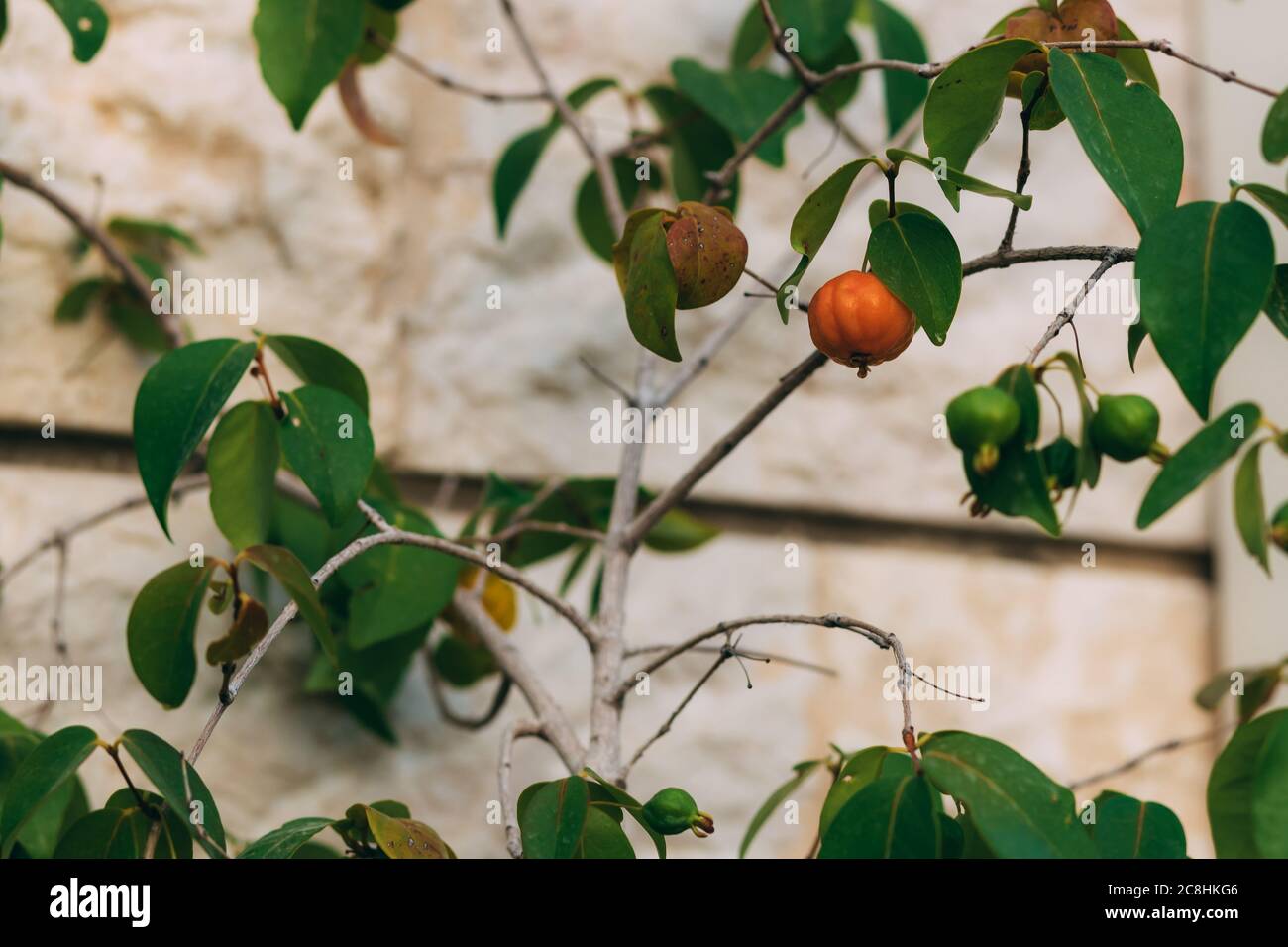 Ciliegia matura surinam su albero su sfondo di pietra sfocata. Pitanga. Ciliegia brasiliana. Cayenne Cherry. Gustosa frutta tropicale d'arancia. Eugenia uniflor Foto Stock