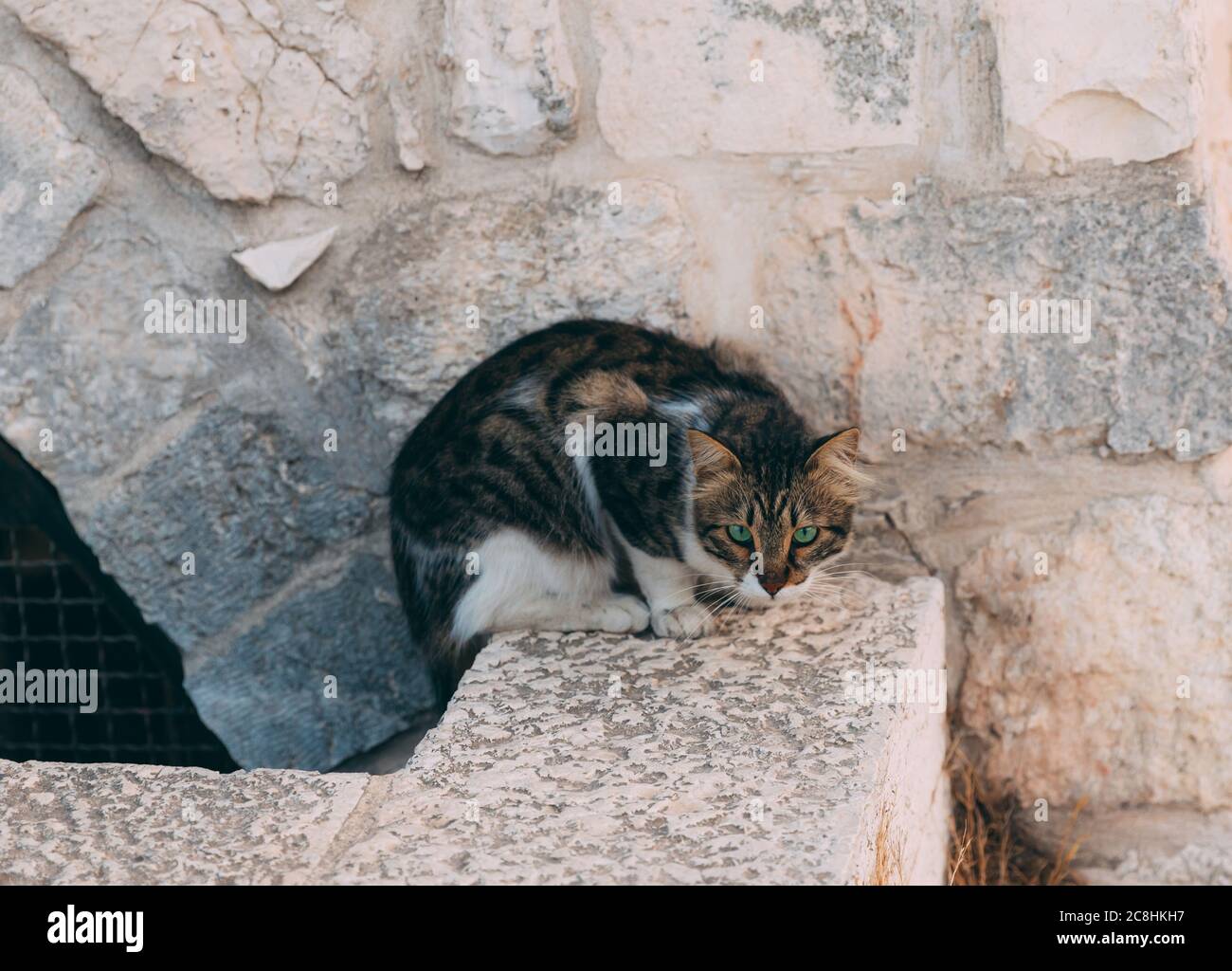 Gatto sullo sfondo del muro di Gerusalemme sui tetti. Gatto bianco con macchie marrone-scure e occhi verdi, fissa con attenzione. Strade di gerusalemme. Urbano Foto Stock