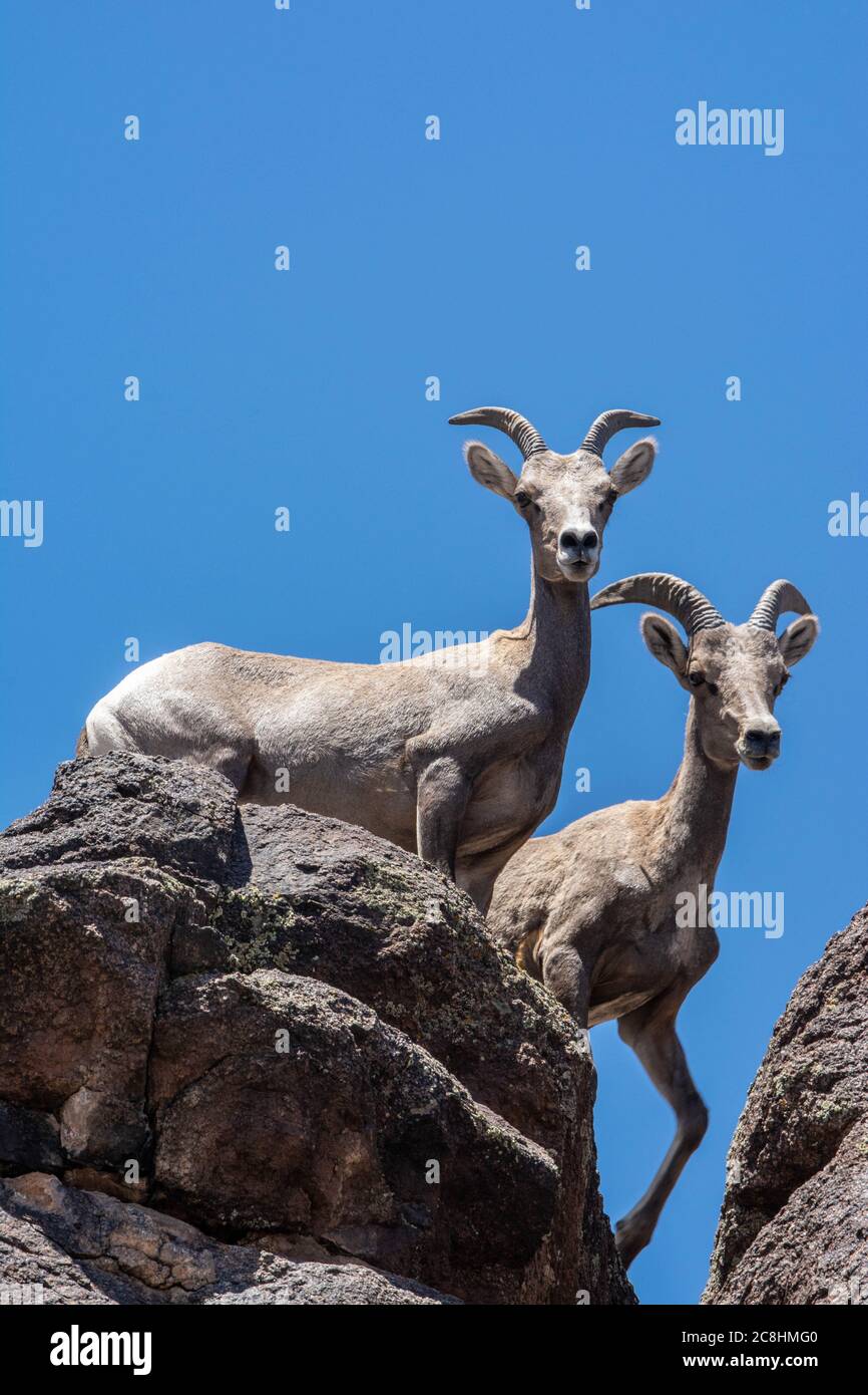 Pecore del deserto a corna grossa (Ovis canadensis nelsoni) dalla contea di Mesa, Colorado, Stati Uniti. Foto Stock