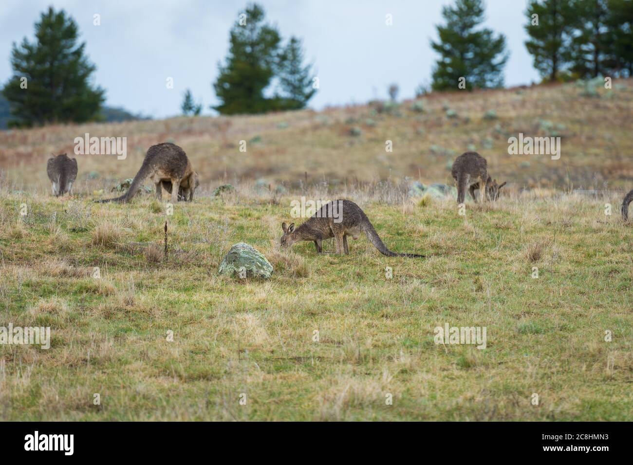 Canguri in campo aperto durante una giornata nuvolosa bagnata. Kosciuszko National Park, nuovo Galles del Sud, Australia. Foto Stock