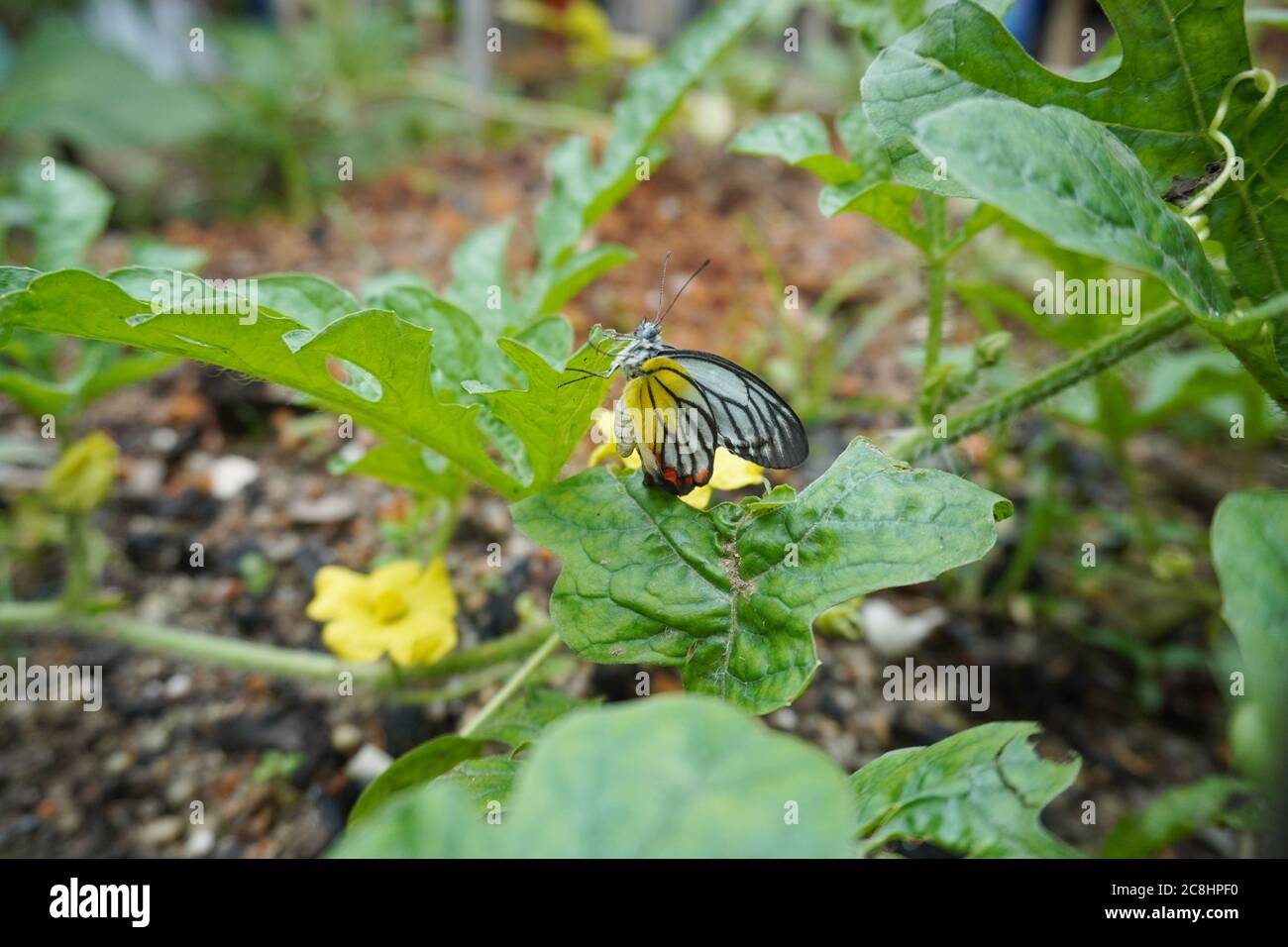 Un jezebel dipinto, trovato ampiamente in tutta l'Asia, anche in Malesia e Singapore. Foto Stock