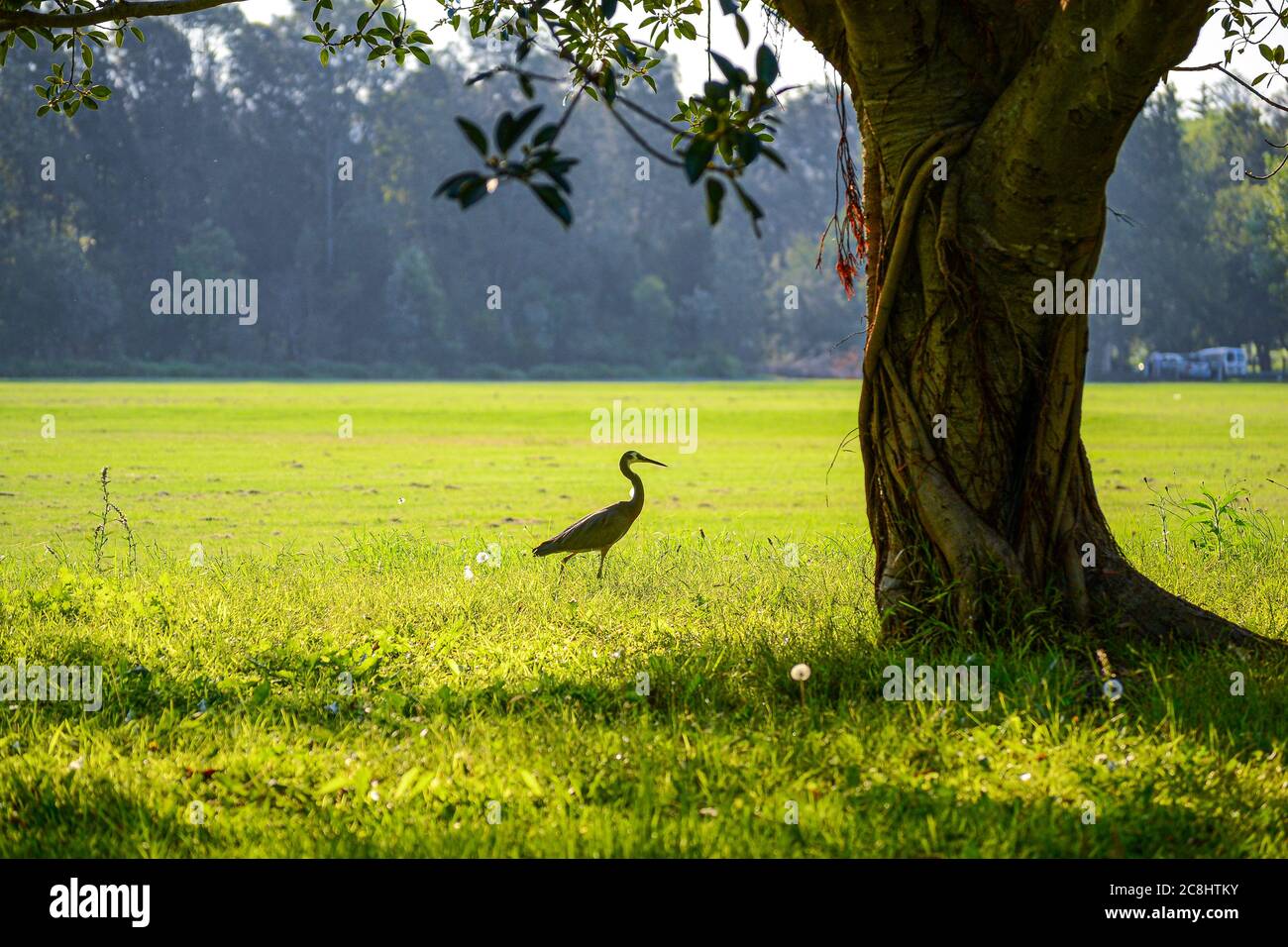 Un grande uccello airone bello che cammina in erba verde in una giornata di sole luminoso a Sydney, Australia. Foto Stock