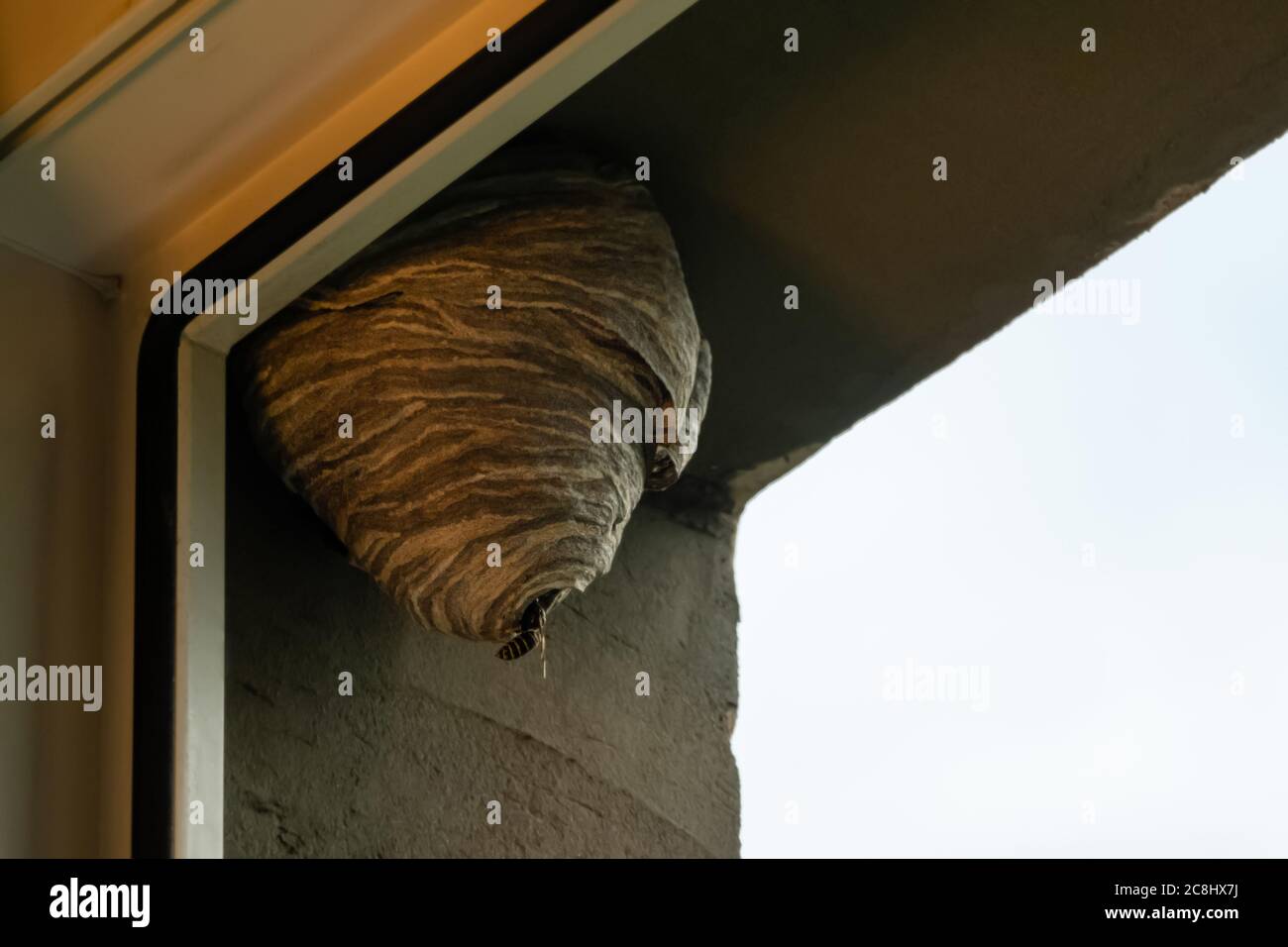 Hive WASP appeso alla finestra in un'area urbana. Alveare selvaggio all'esterno dell'edificio. Nessuno Foto Stock