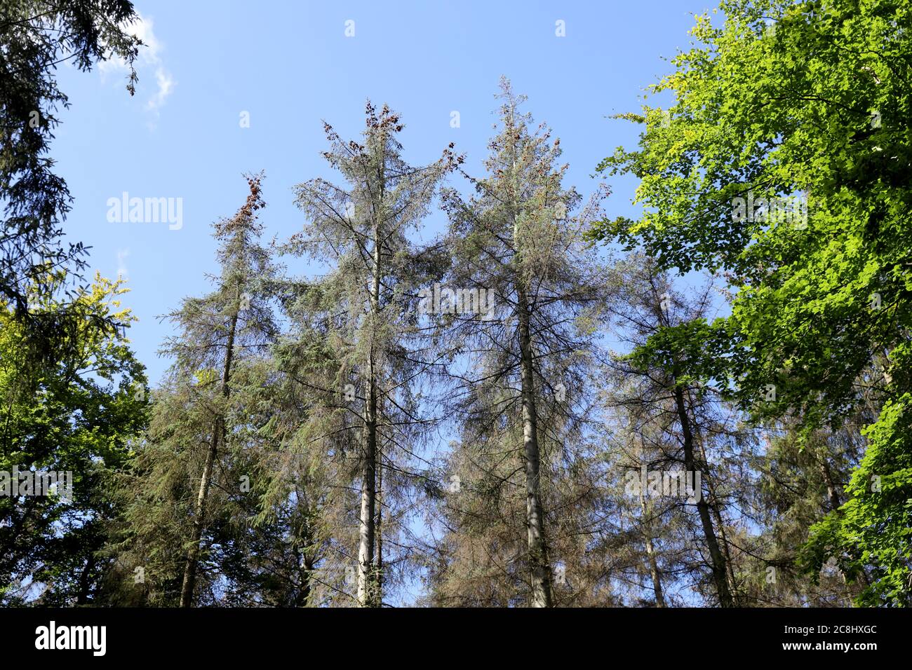 Mandelshagen, Germania. 21 luglio 2020. Gli spruces morenti di sitka si trovano nella zona di Steinfelder Holz dell'ufficio forestale di Billenhagen, vicino Rostock, con alberi di faggio verdi sui lati. I frequenti periodi di siccità dal 2018 accelerano la ristrutturazione forestale nel nord-est e fanno sparire gli spruces più rapidamente. Credit: Bernd Wüstneck/dpa-Zentralbild/dpa/Alamy Live News Foto Stock