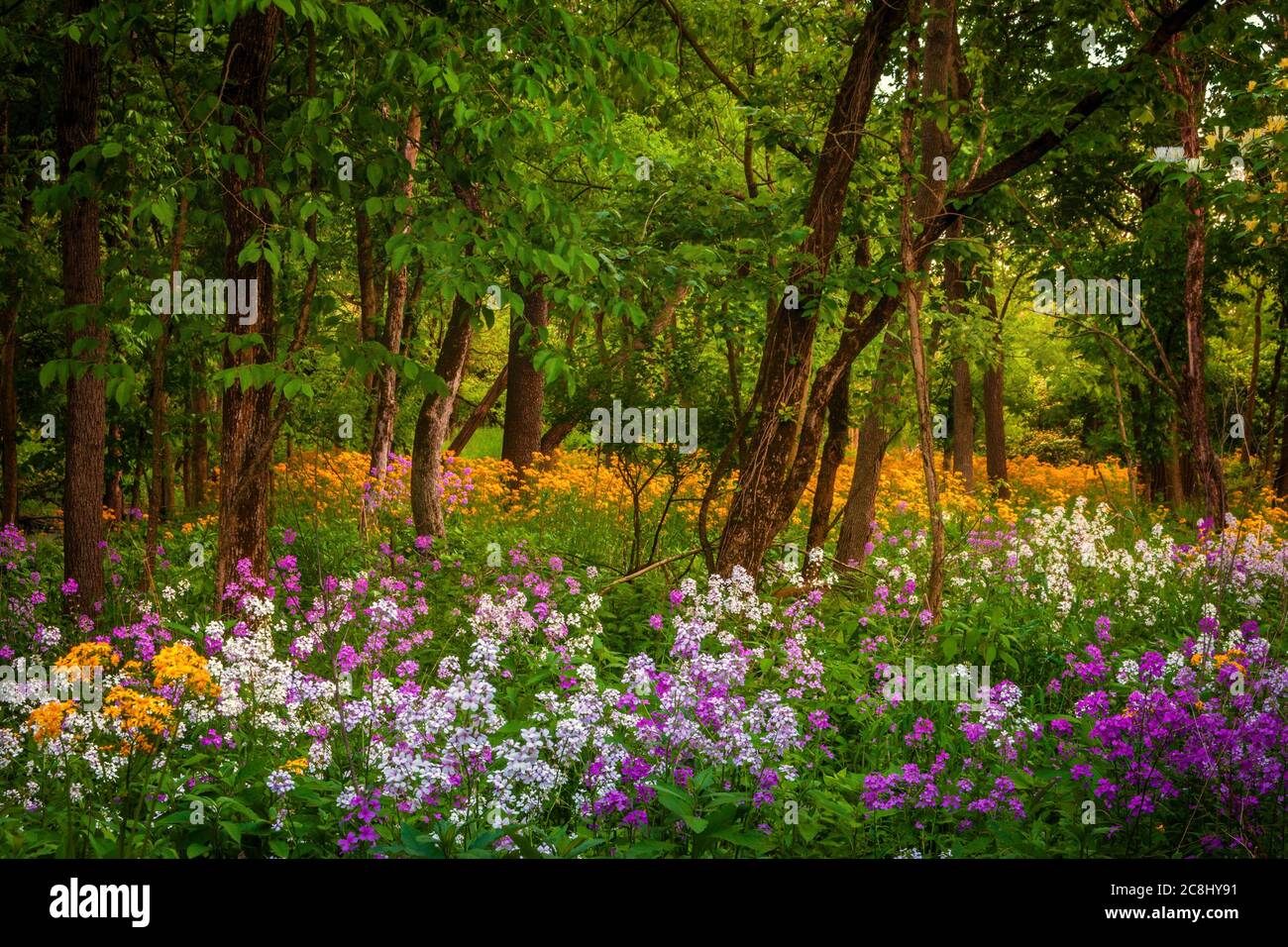 Fiori selvatici colorati nei boschi in primavera Foto Stock