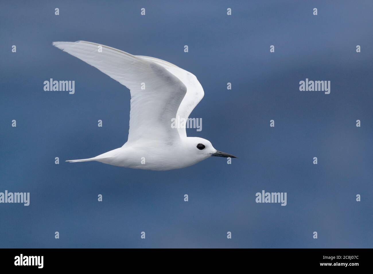 White Tern (Gygis alba), in volo, Boatswain Bird Rocks, vista laterale, Isola dell'Ascensione, Oceano Atlantico medio 24th aprile 2018 Foto Stock