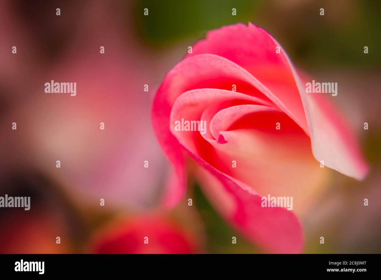 Close-up di un rosa rosa Foto Stock