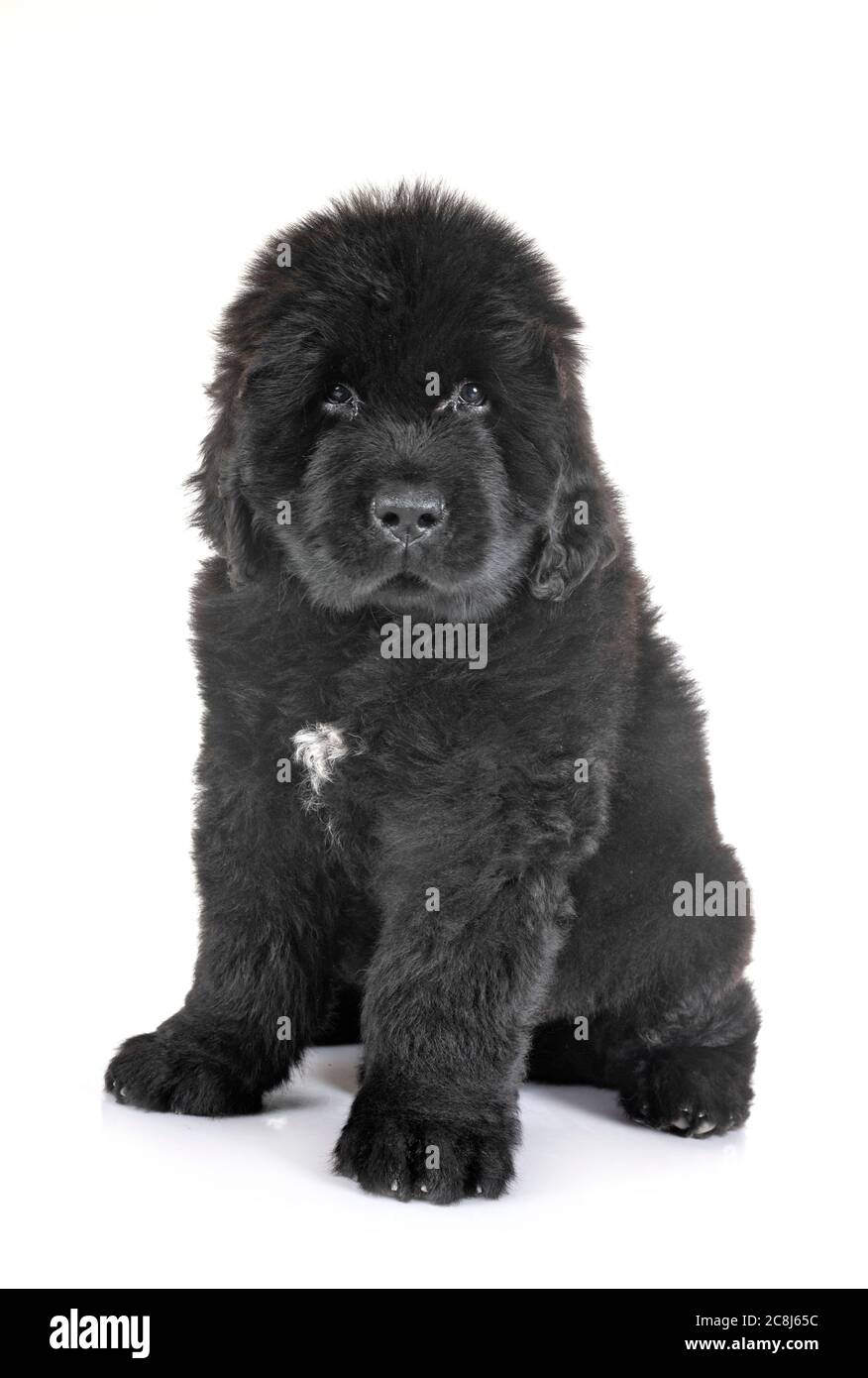 Cucciolo di cane di Terranova di fronte a uno sfondo bianco Foto Stock