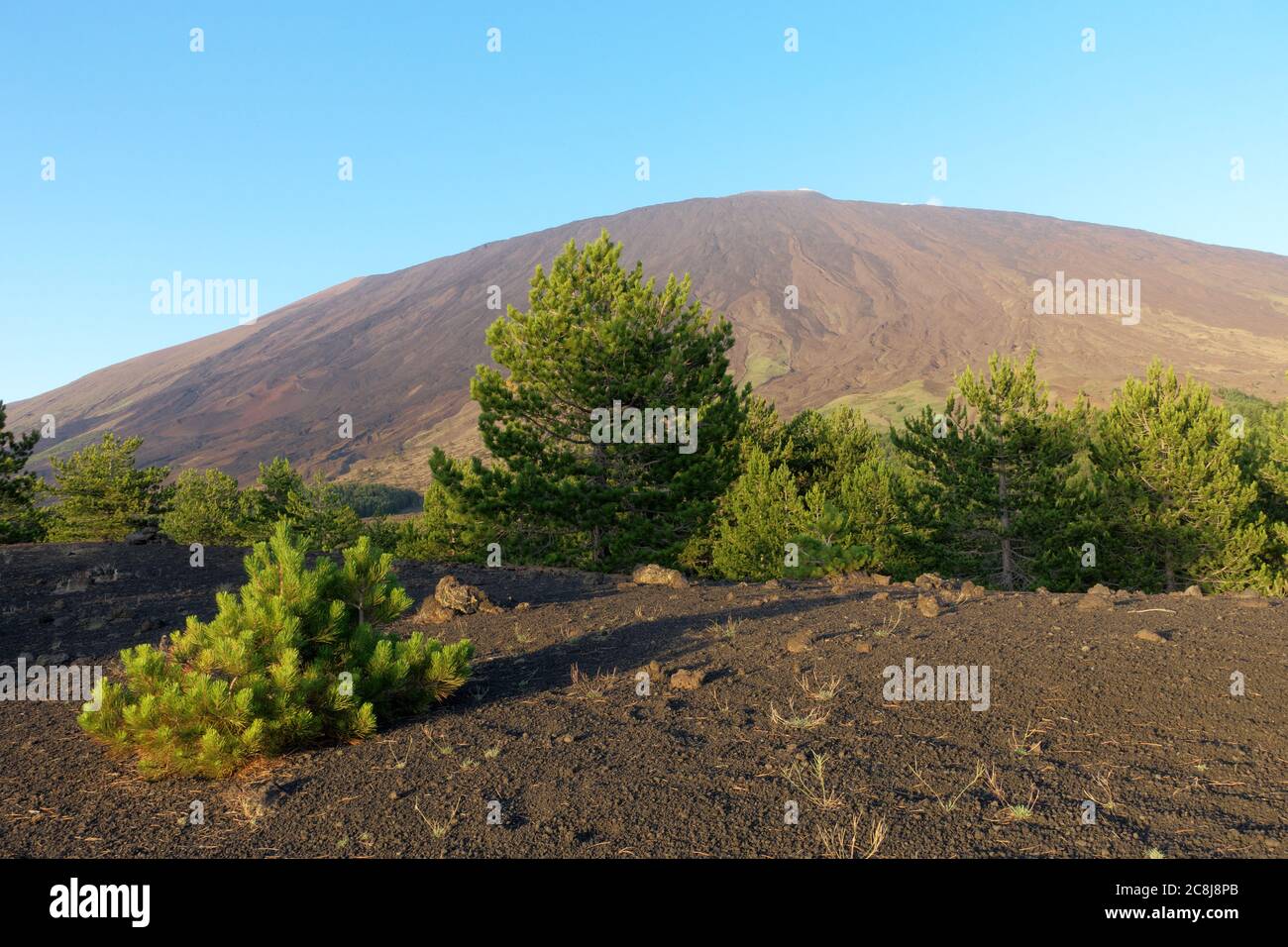 Paesaggio cono vulcanico Etna Monte e pini in Sicilia, queste piante crescono solo nel Parco dell'Etna e svolgono la funzione di colonizzare la lava Foto Stock