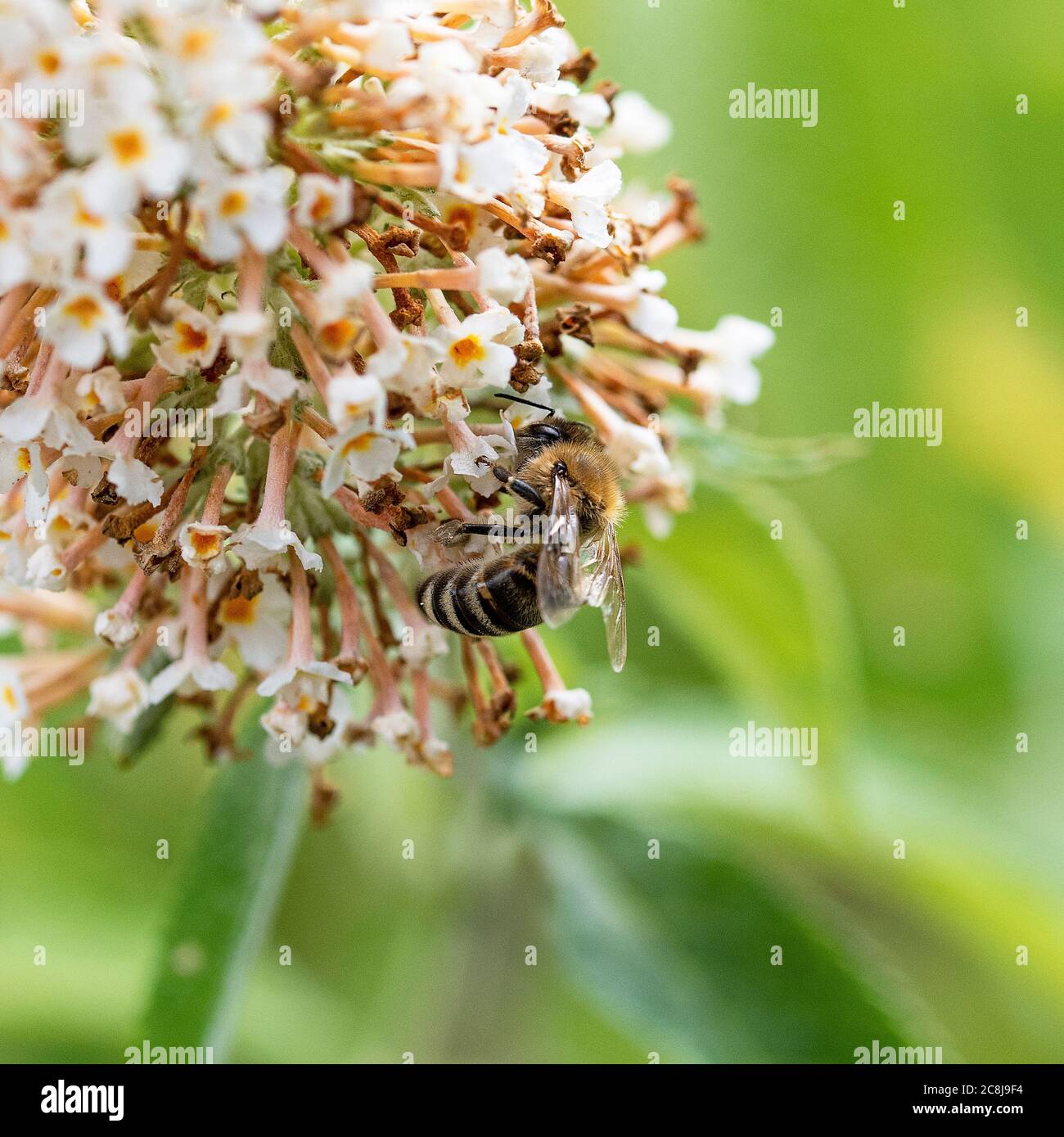 Una ape di miele che si nutra su Pollen e Nectar su un fiore bianco di Buddleia in un giardino in Alsazia Cheshire Inghilterra Regno Unito Foto Stock