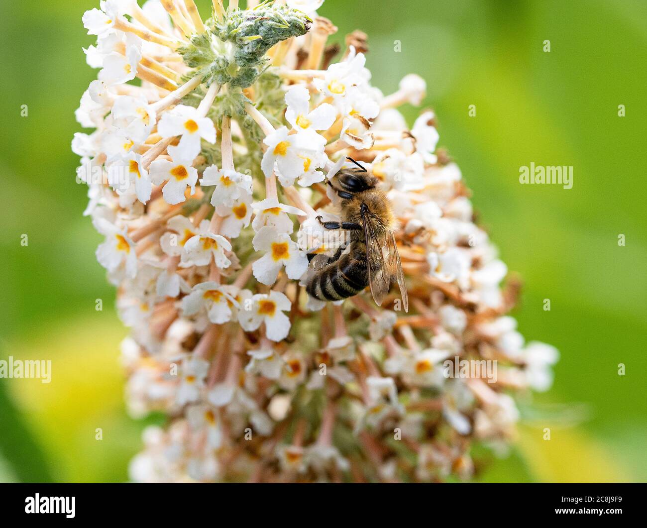 Una ape di miele che si nutra su Pollen e Nectar su un fiore bianco di Buddleia in un giardino in Alsazia Cheshire Inghilterra Regno Unito Foto Stock