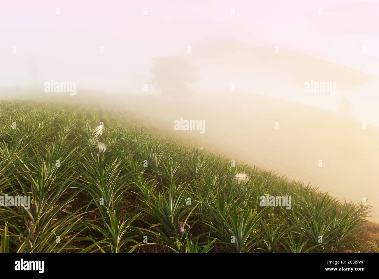 Paesaggio di piantagione di ananas nella nebbia mattutina. Foto Stock