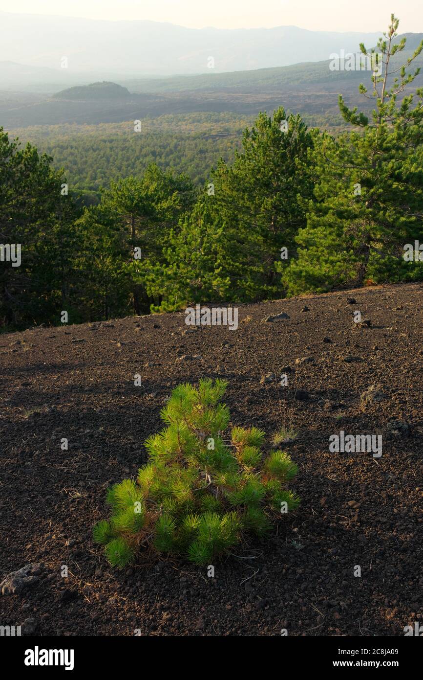 Paesaggio sfocato pineta e concentrarsi su giovani pini in Sicilia, queste piante crescono solo nel Parco dell'Etna e svolgono la funzione di colonizzare la lava Foto Stock