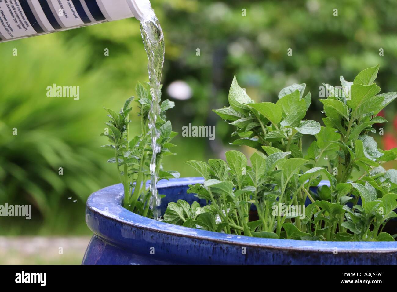 Piante di patate in vaso fiorenti che vengono annaffiate Foto Stock