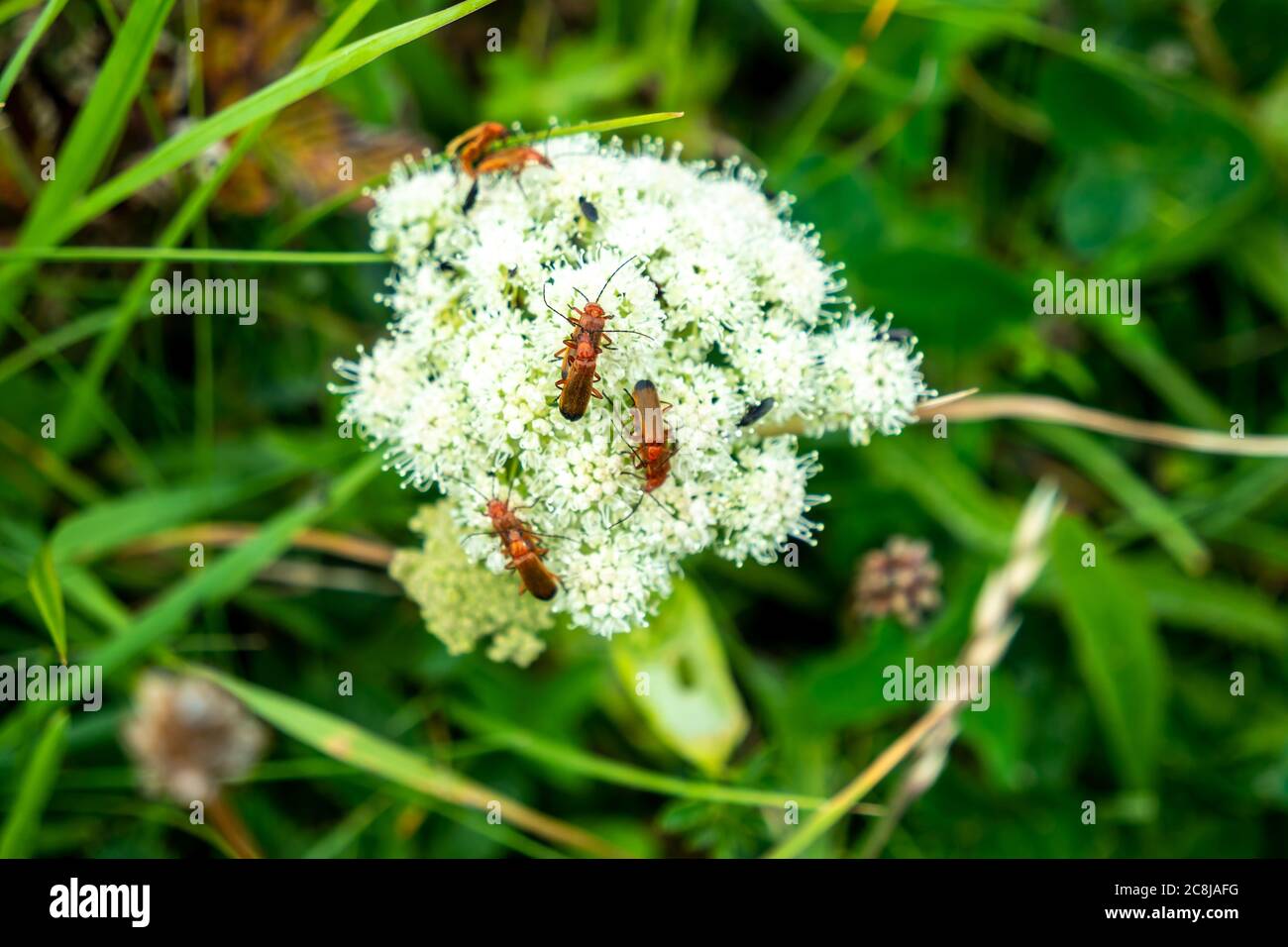 Bug che si accoppiano su Viburnum Dentatum in Irlanda. Foto Stock