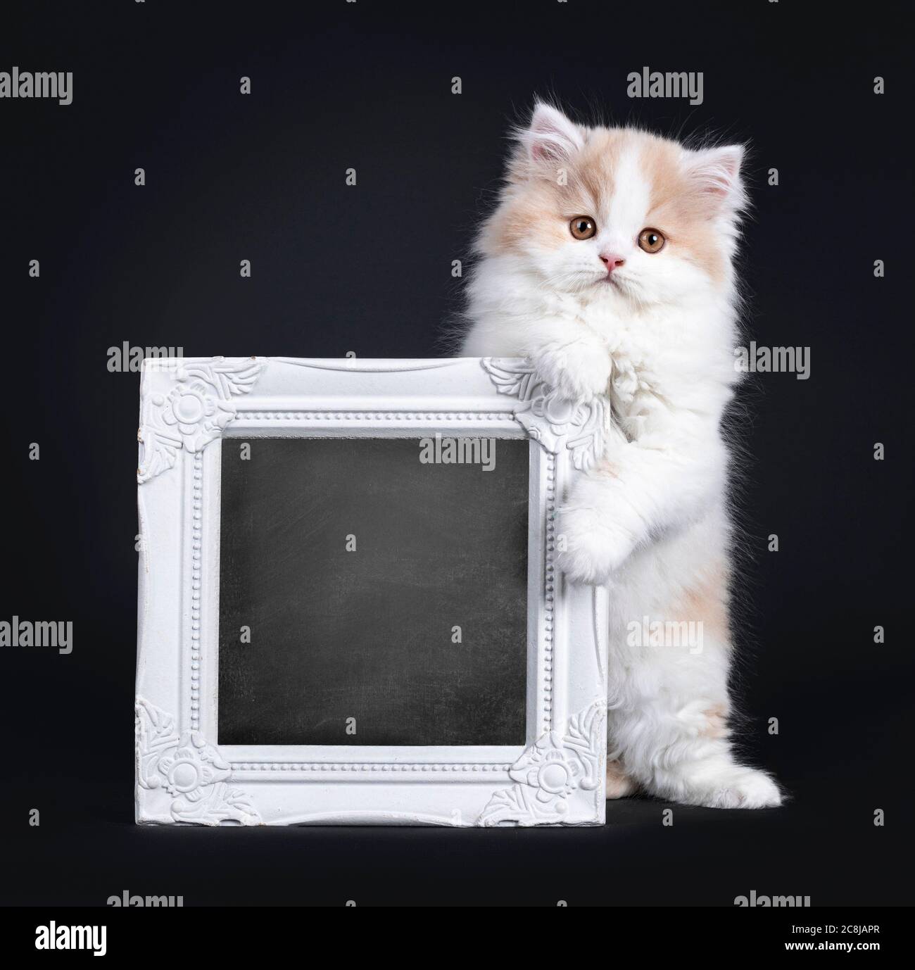 Bianco soffici con kitten britannico cremoso, in piedi dietro una cornice fotografica bianca che tiene in su riempita con la scacchiera che guarda verso la macchina fotografica con ora Foto Stock