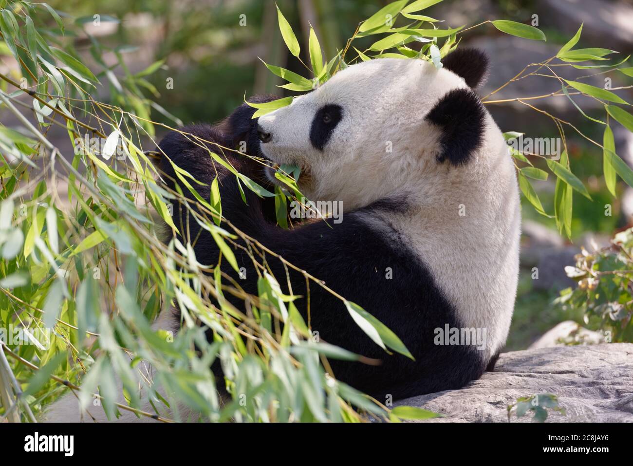 Panda gigante famiglia mangiare il bambù appoggiato su di una pietra Foto Stock