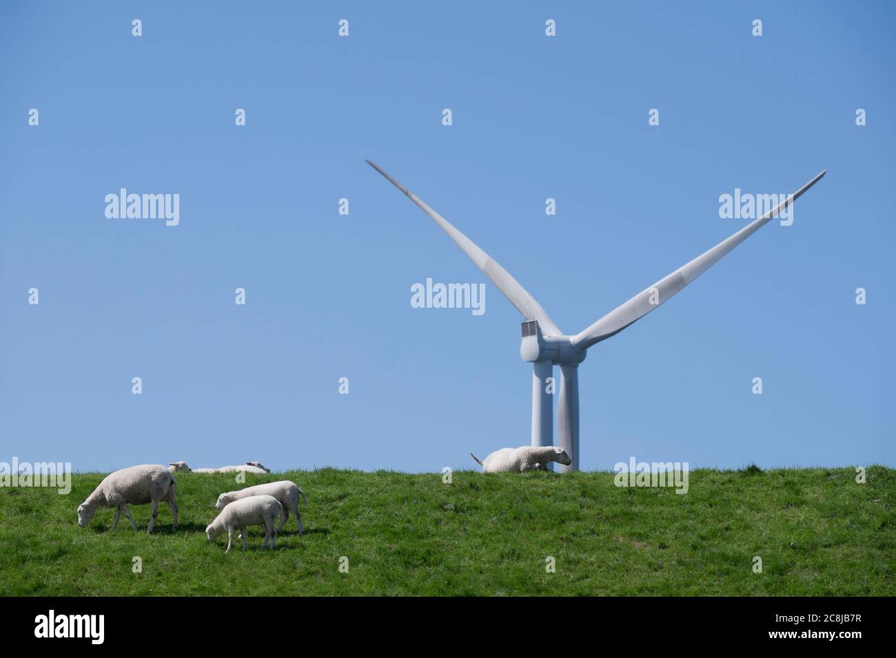 Pecore su un'alta diga lungo l'Ijsselmeer vicino a Urk nel parco Westermeerwind, Paesi Bassi. Vento offshore sfocato sullo sfondo Foto Stock