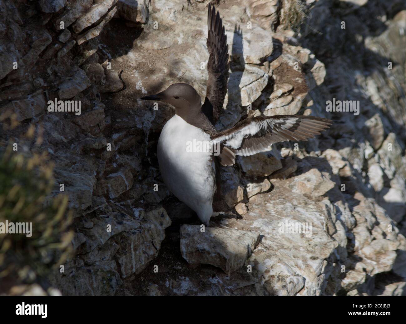 Con una postura seduta eretta e un movimento di nuoto simile ad un'anatra, il Guillemot comune trascorre la maggior parte dell'anno in mare, ma ritorna ai siti di scogliera Foto Stock