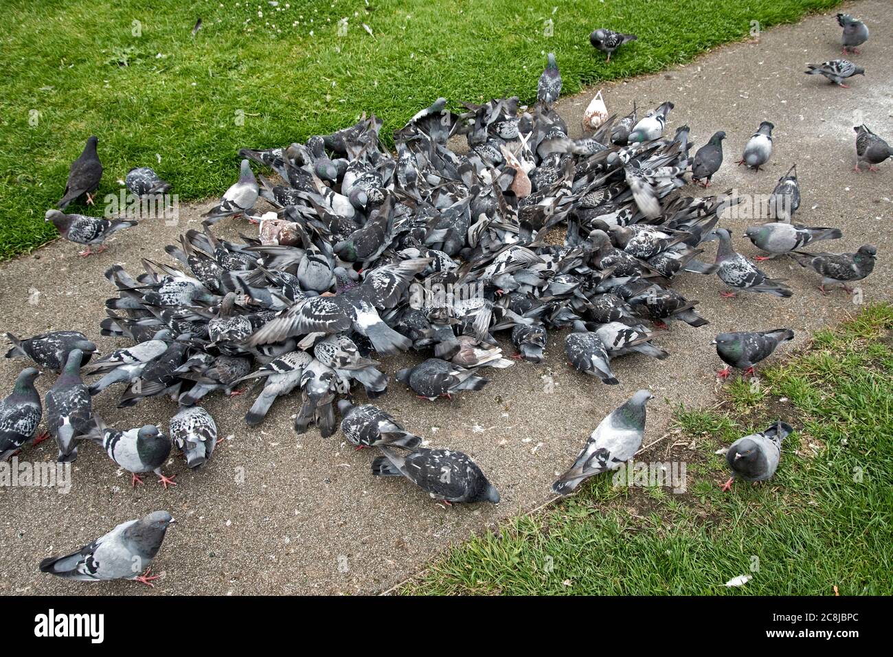 Piccioni ferici in una frenesia alimentare, Edimburgo, Scozia, Regno Unito. Foto Stock