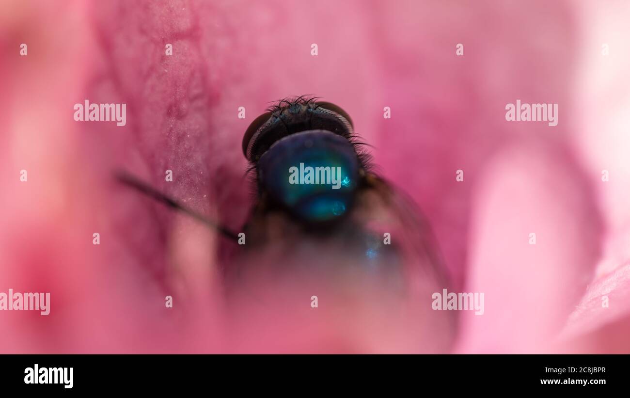 Bottiglia blu volare seduto in un fiore sotto il sole Foto Stock