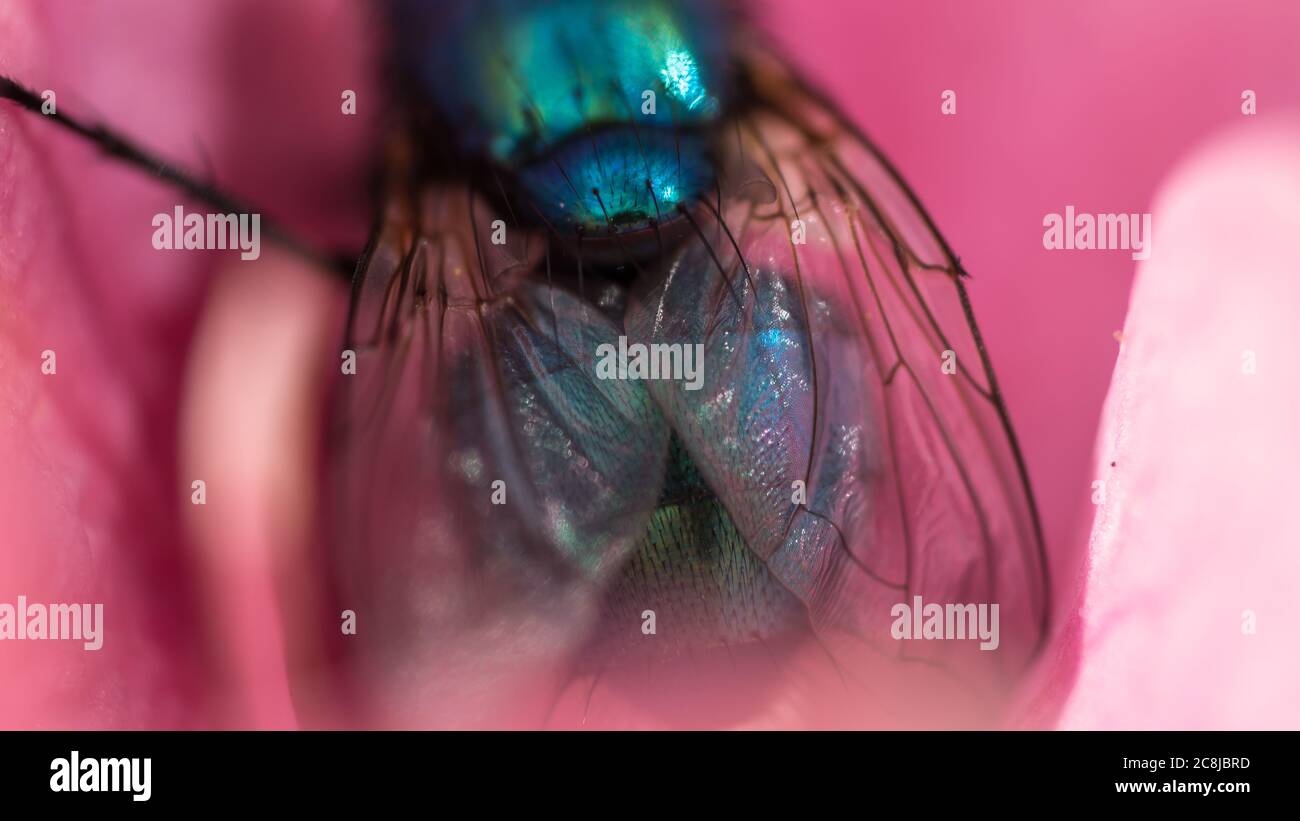 Bottiglia blu volare seduto in un fiore sotto il sole Foto Stock