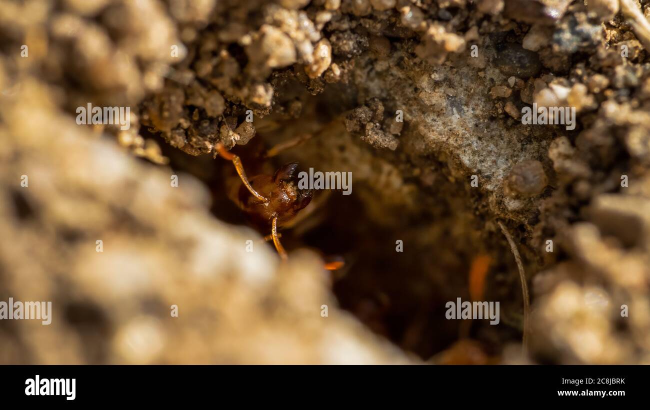 Prato giallo ANT al nido Foto Stock