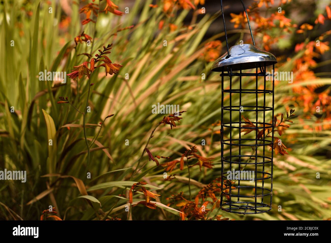 Alimentatore di uccelli vuoto circondato da erbe e fiori Foto Stock