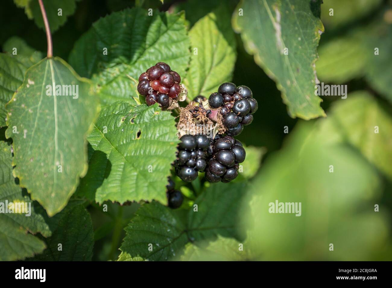 More su una boccola. Foto Stock