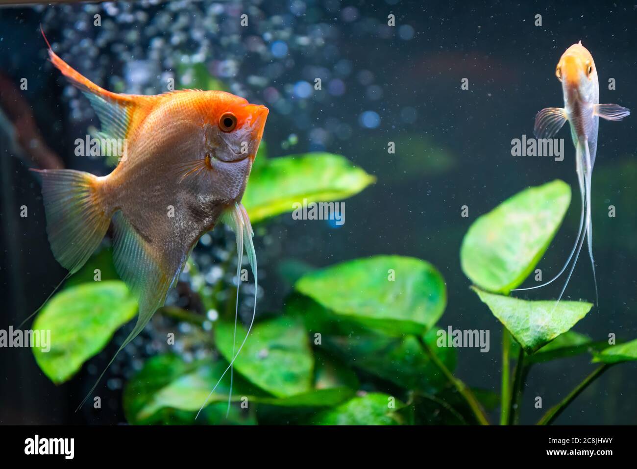 Pterophyllum scalare in acqua aqarium, giallo angelfish Foto Stock