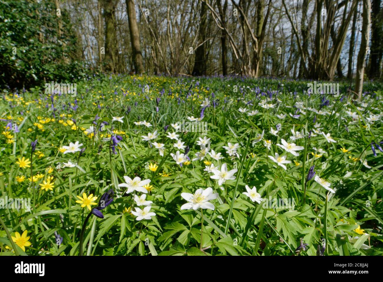 Anemoni di legno (Anemone nemorosa), celandine minori (Ranunculus ficaria) e Bluebells (Hyacinthoides non-scripta) fiorite in sottobosco Regno Unito Foto Stock